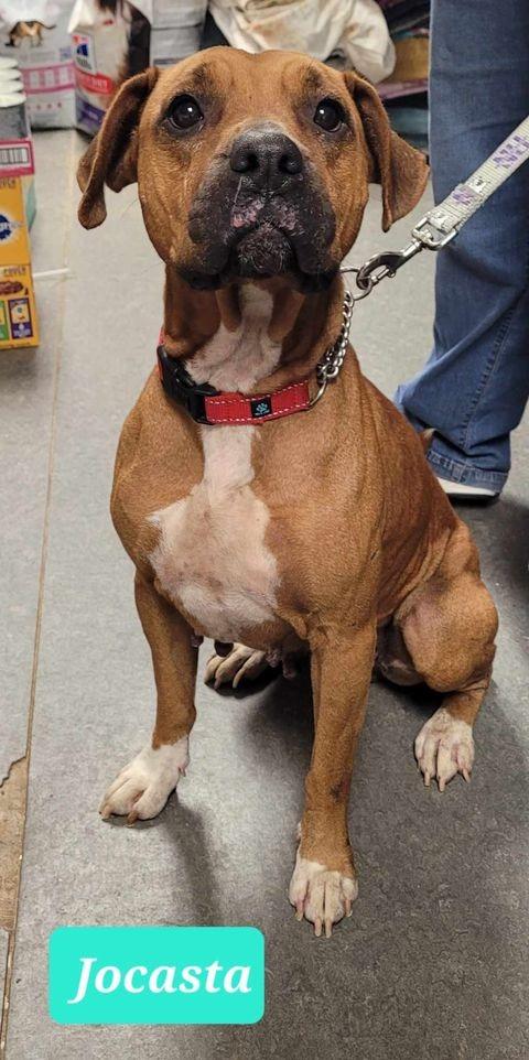 Enlarge Jocasta, a Adoptable mixed breed in Richmond, IN image 2/3