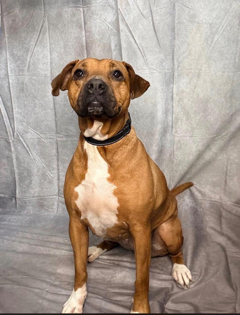 Jocasta-Sponsored, a Adoptable mixed breed in Richmond, IN image 3/4