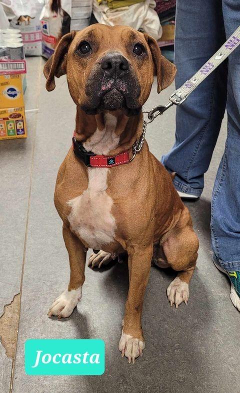 Enlarge Jocasta, a Adoptable mixed breed in Richmond, IN image 3/3