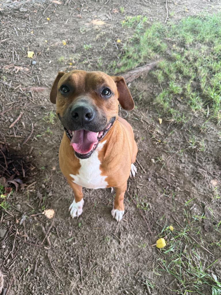 Enlarge Jocasta-Sponsored, a Adoptable mixed breed in Richmond, IN image 6/6
