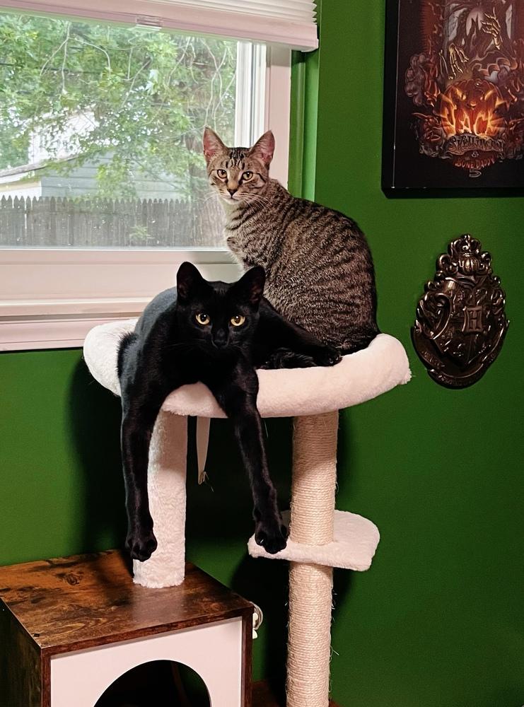 Enlarge Rupert, a Adoptable Domestic Short Hair in Ferndale, MI image 1/6