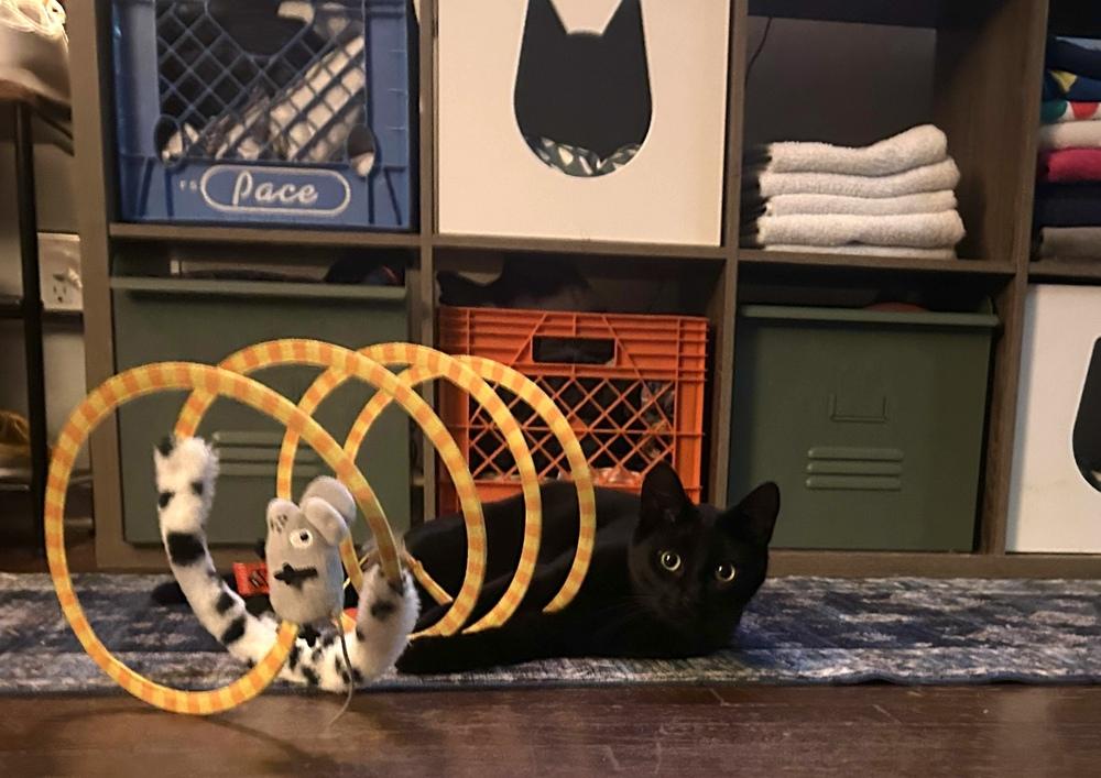 Enlarge Rupert, a Adoptable Domestic Short Hair in Ferndale, MI image 2/6