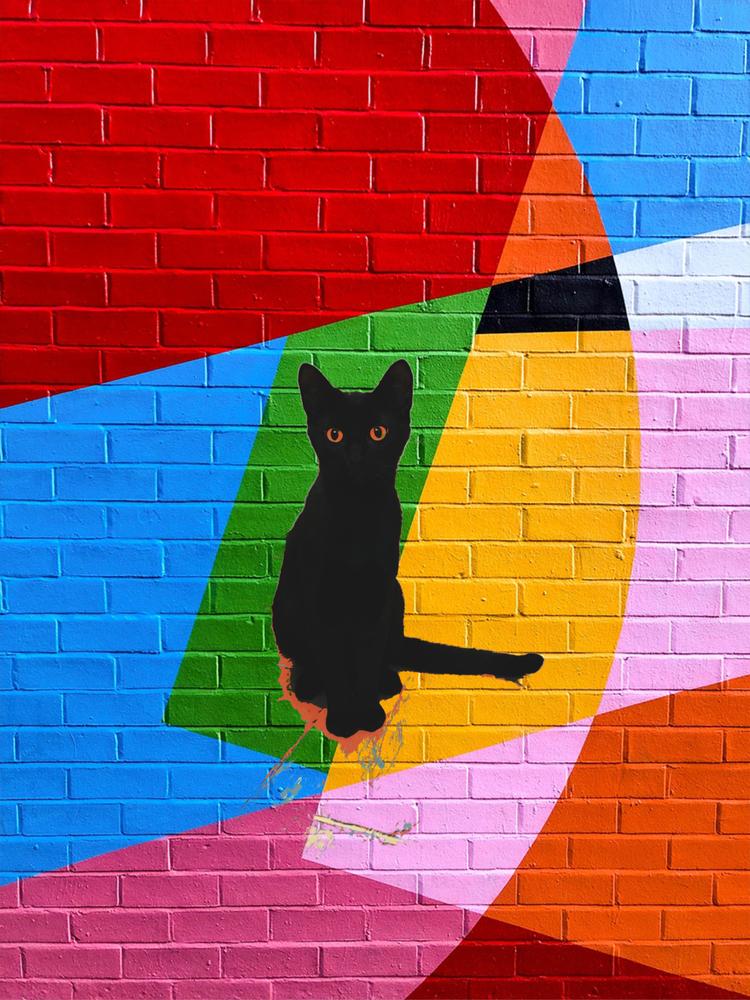 Enlarge Rupert, a Adoptable Domestic Short Hair in Ferndale, MI image 4/6