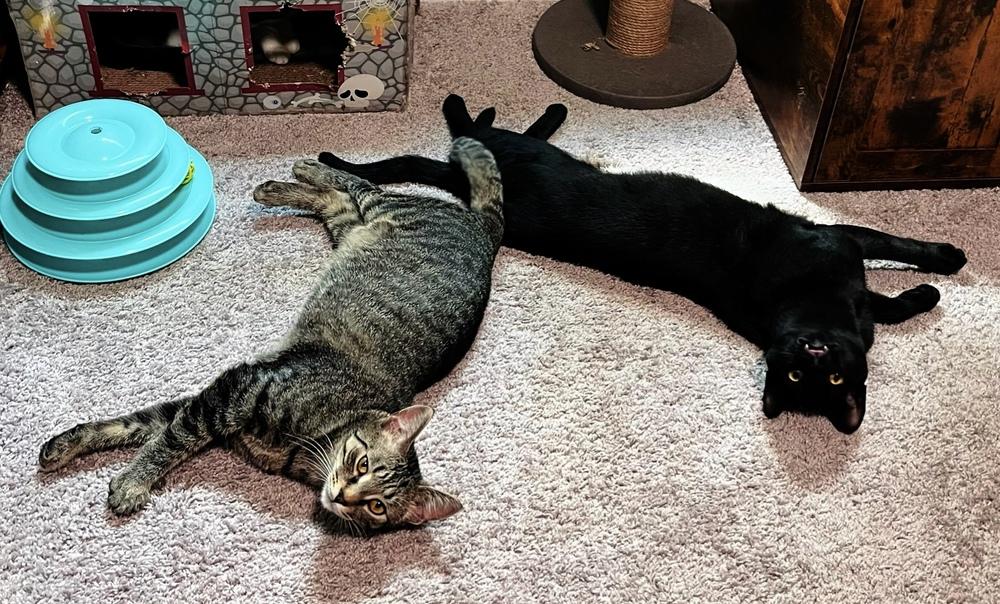 Enlarge Rupert, a Adoptable Domestic Short Hair in Ferndale, MI image 5/6