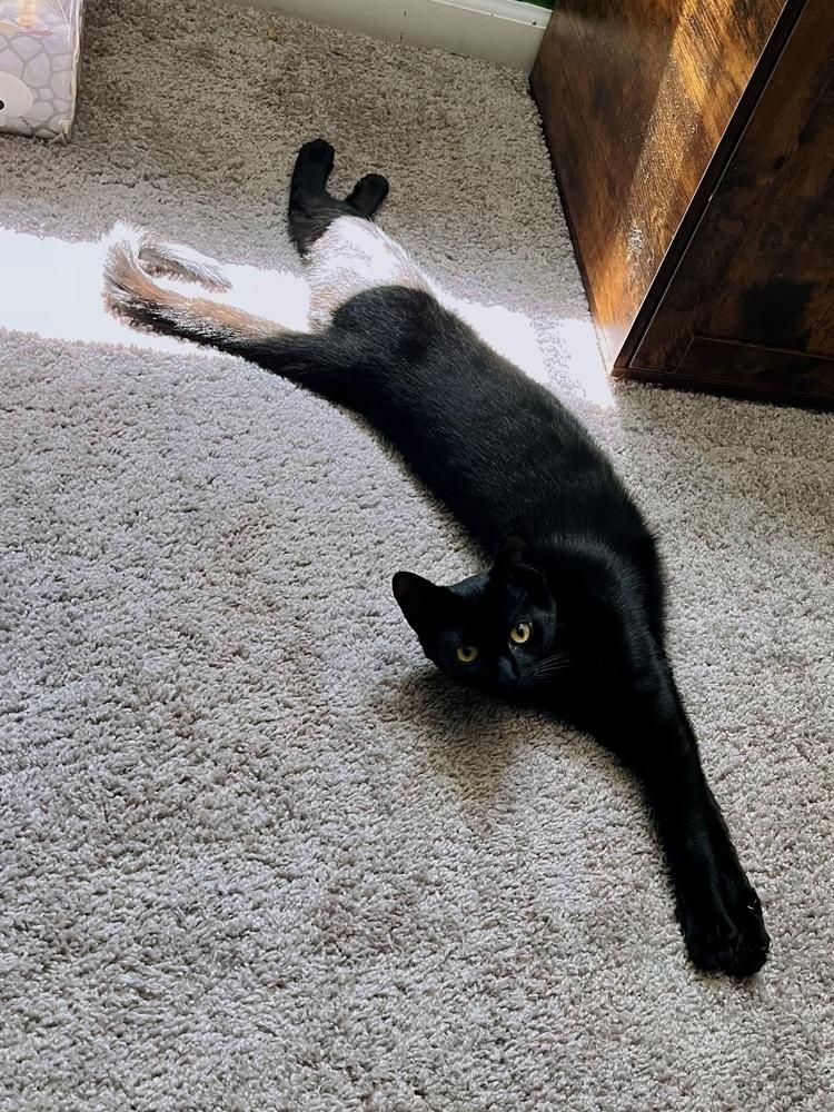 Enlarge Rupert, a Adoptable Domestic Short Hair in Ferndale, MI image 6/6