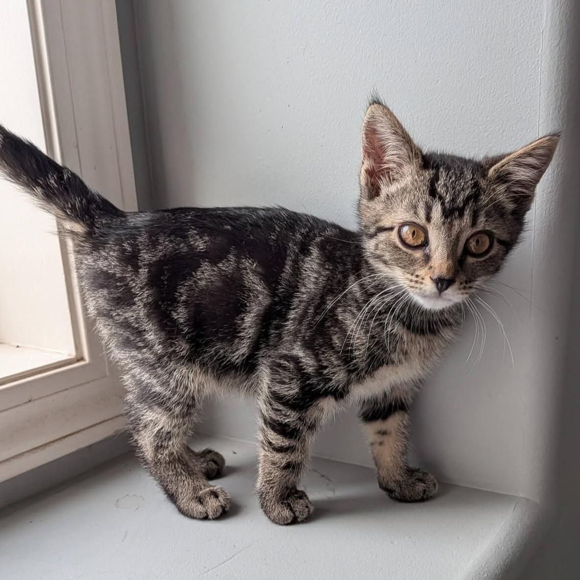 Coco, Adoptable, Kitten Female Domestic Short Hair.
