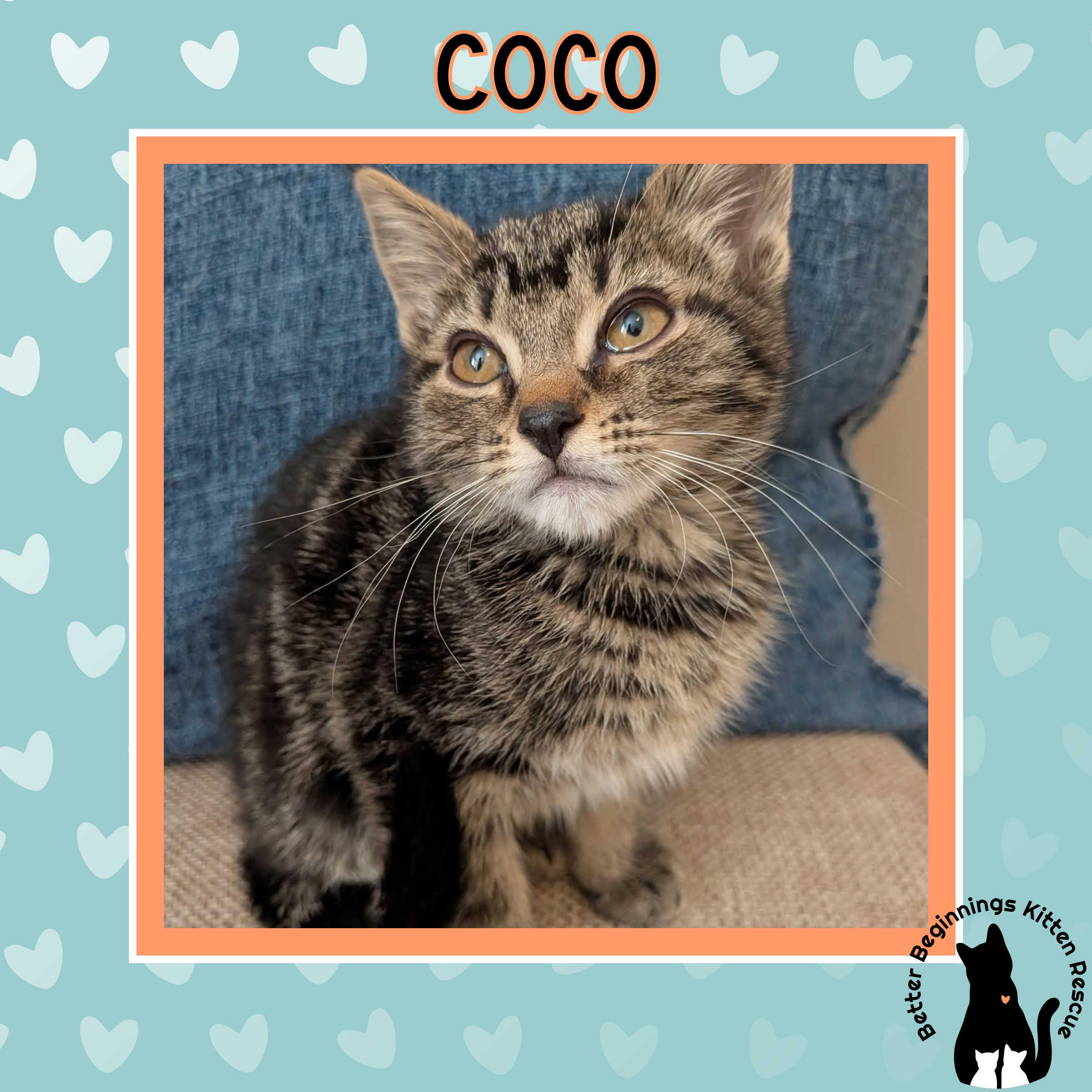 Coco, a Adoptable mixed breed in Kamloops, BC image 3/5