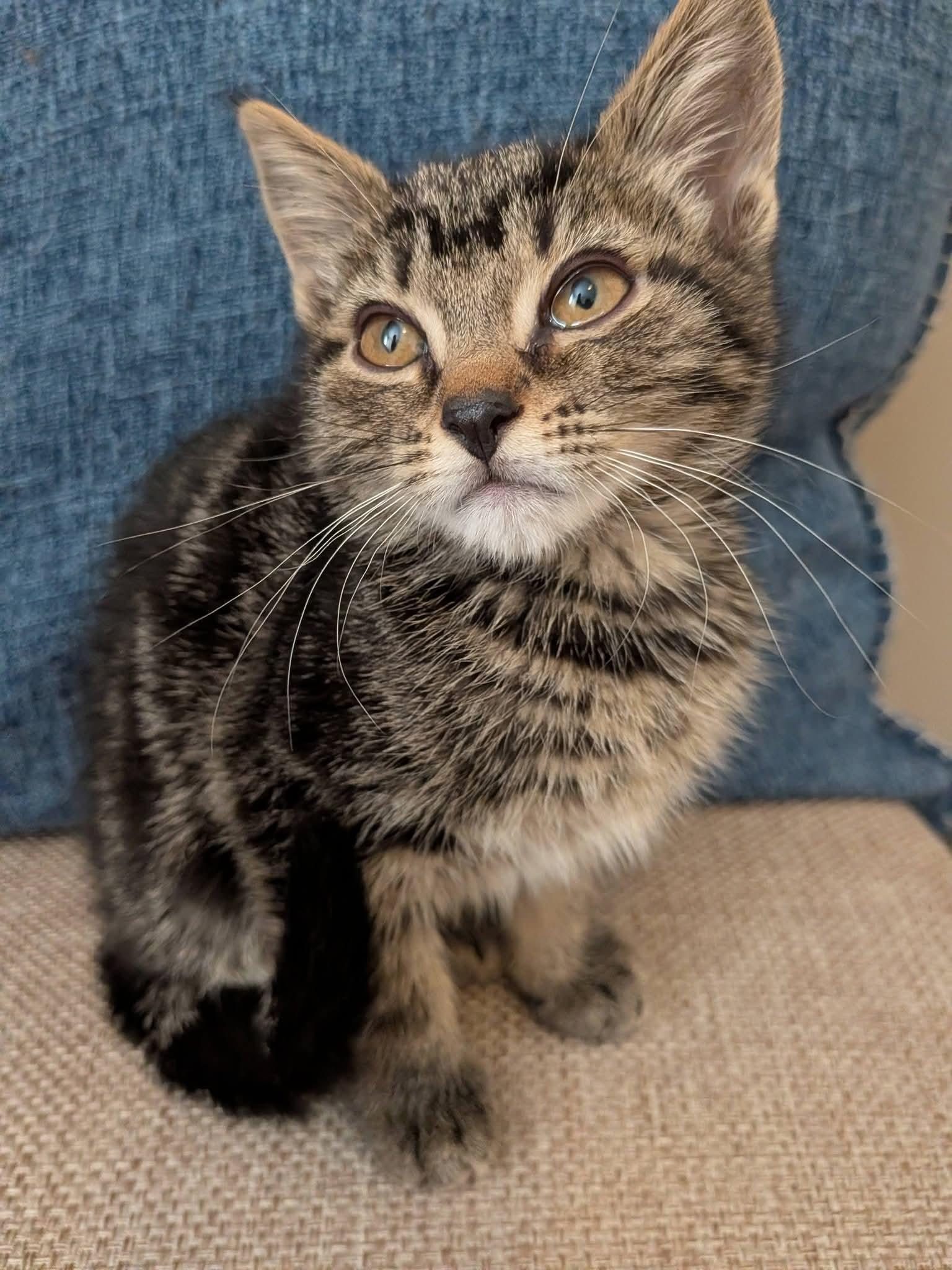 Coco, a Adoptable mixed breed in Kamloops, BC image 4/5