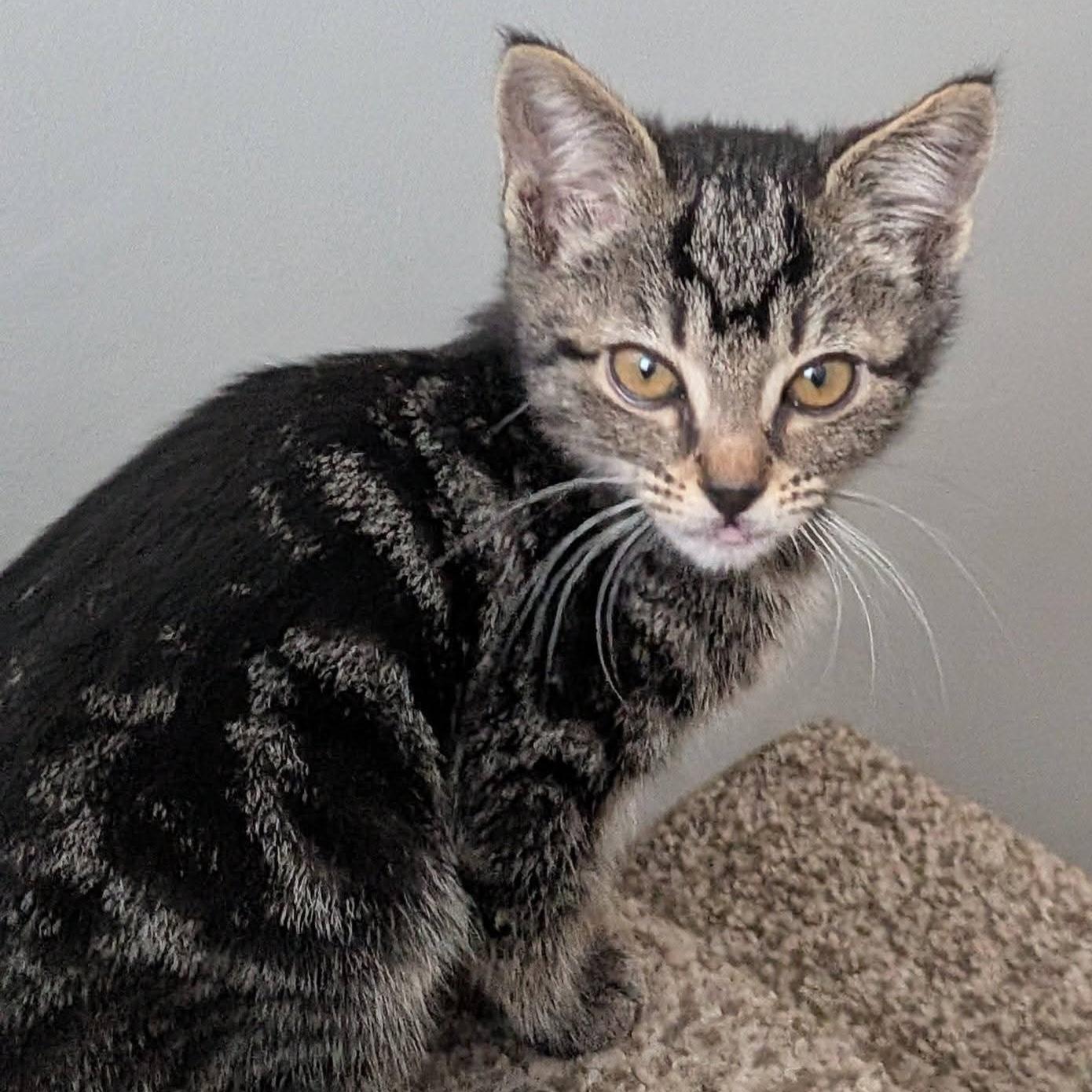 Coco, a Adoptable mixed breed in Kamloops, BC image 5/5