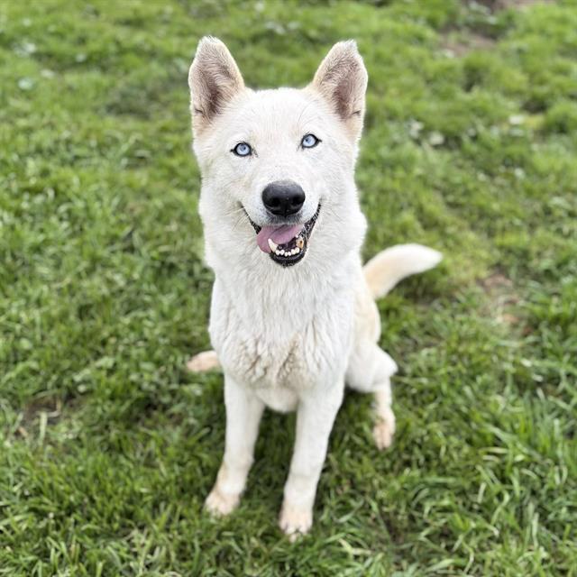 DANI, Adoptable, Adult Female Siberian Husky.