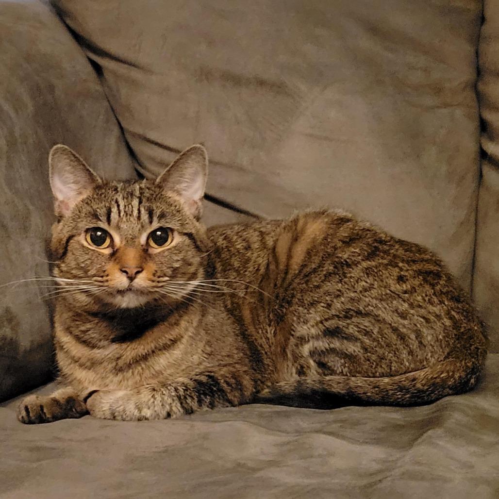 BCAS Bonnie, Adoptable, Adult Female Domestic Short Hair.