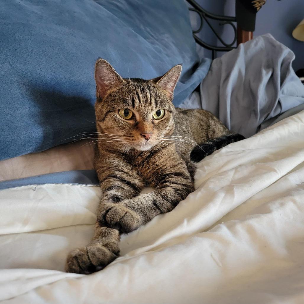 Enlarge BCAS Bonnie, a Adoptable Domestic Short Hair in Abingdon, MD image 2/6