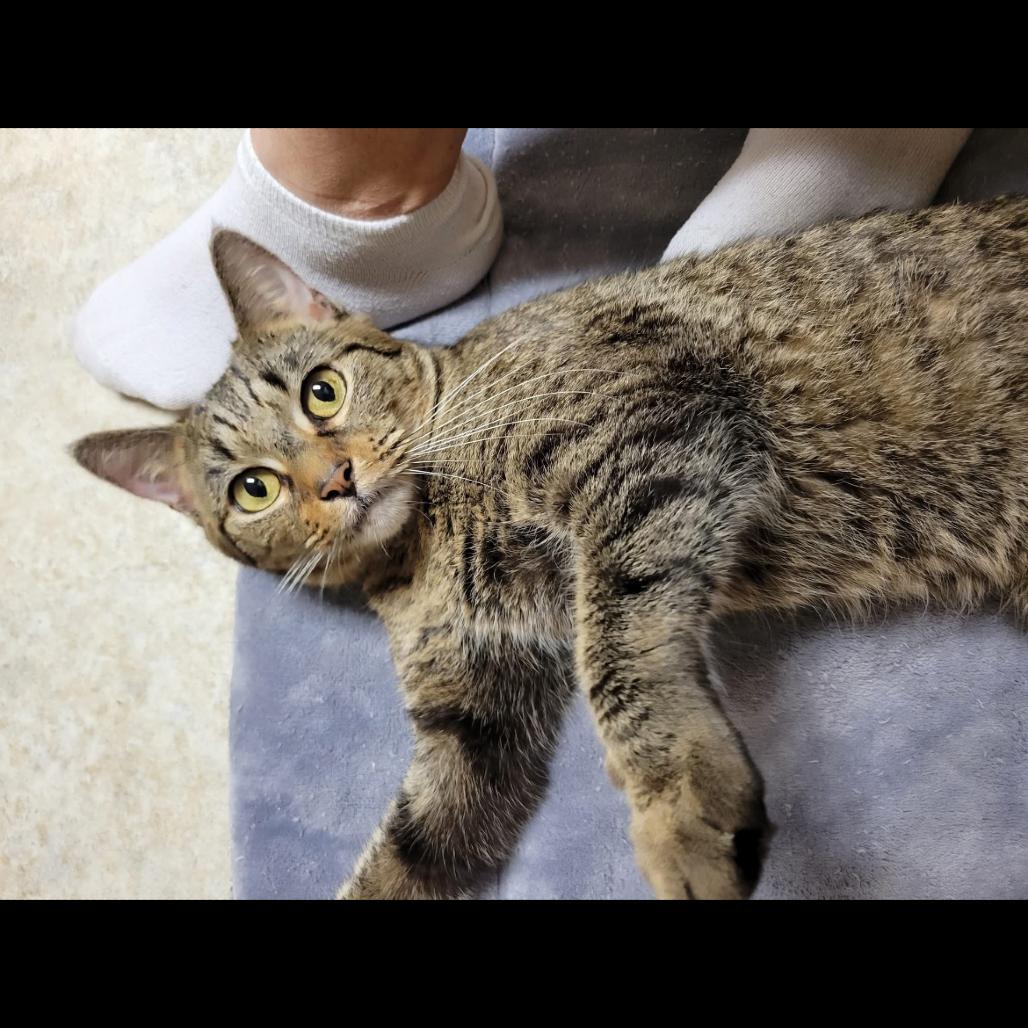 Enlarge BCAS Bonnie, a Adoptable Domestic Short Hair in Abingdon, MD image 3/6