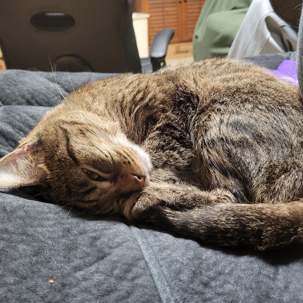 Enlarge BCAS Bonnie, a Adoptable Domestic Short Hair in Abingdon, MD image 4/6