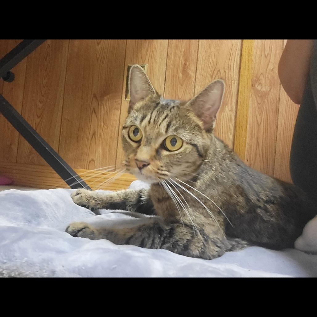 Enlarge BCAS Bonnie, a Adoptable Domestic Short Hair in Abingdon, MD image 5/6