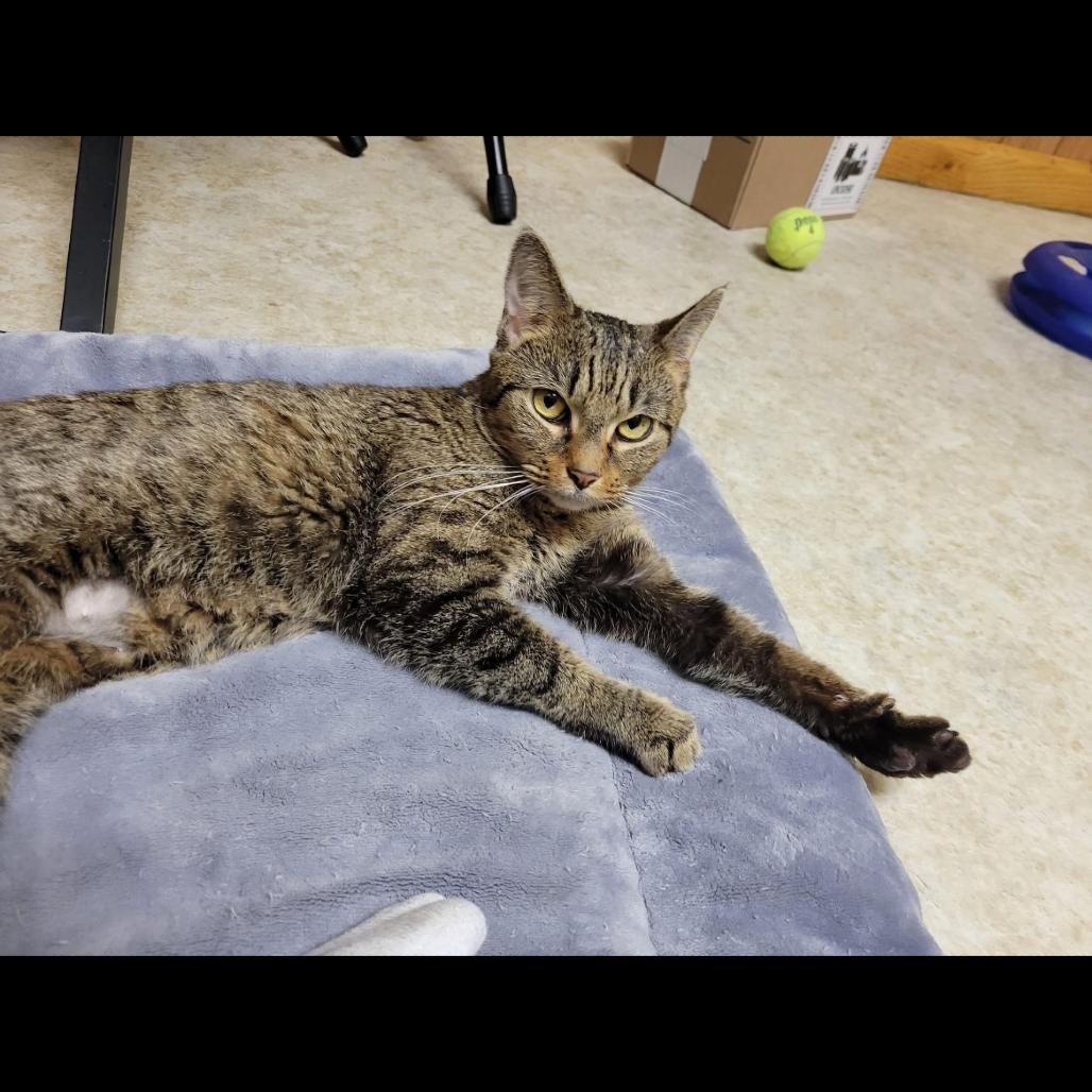 Enlarge BCAS Bonnie, a Adoptable Domestic Short Hair in Abingdon, MD image 6/6