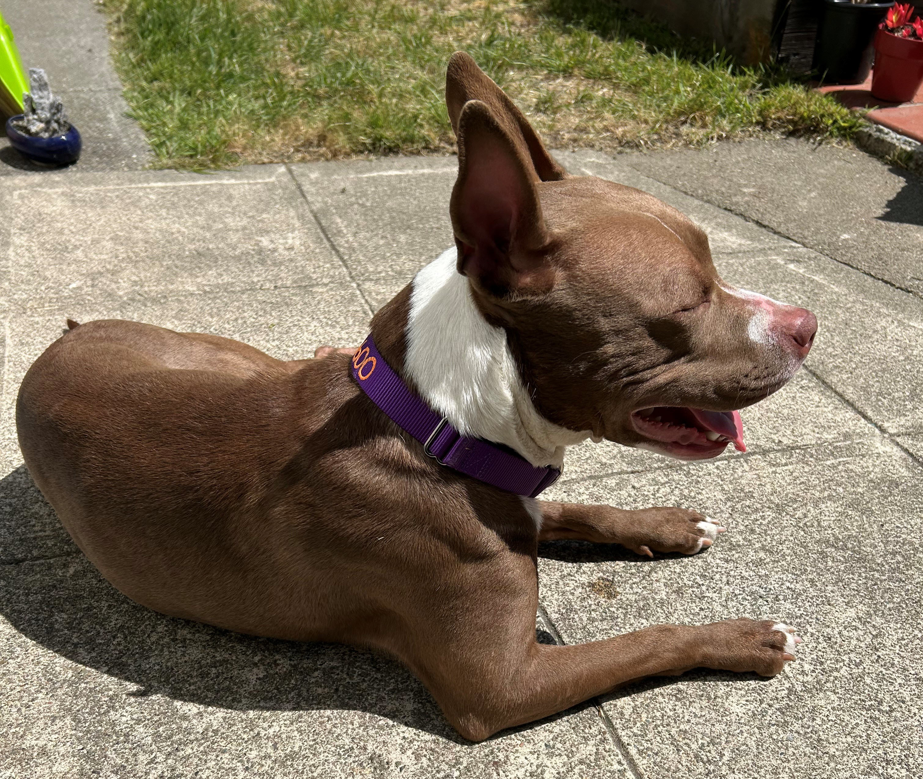 Kay, a Adoptable mixed breed in Berkeley, CA image 2/13