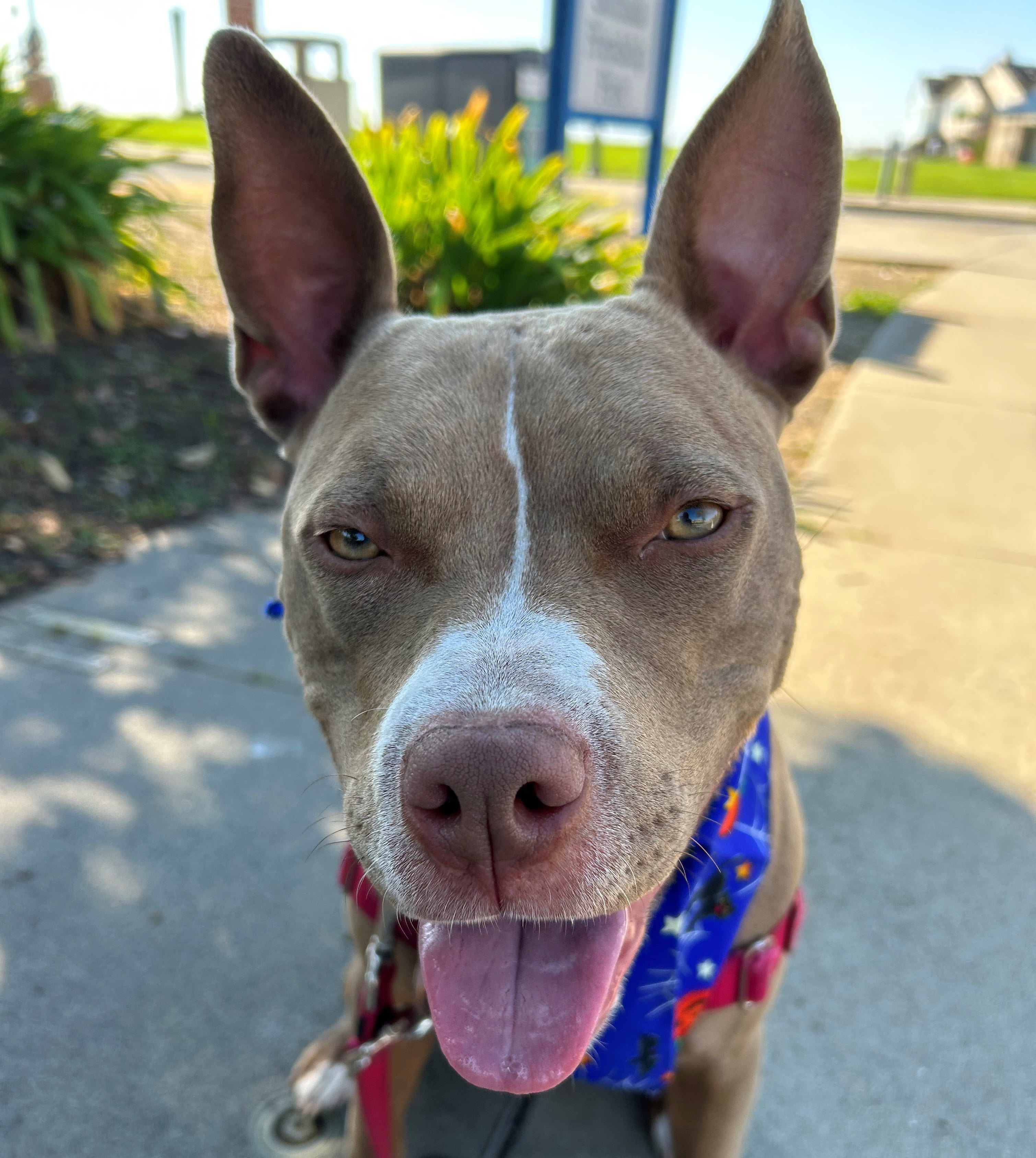 Kay, a Adoptable mixed breed in Berkeley, CA image 4/13