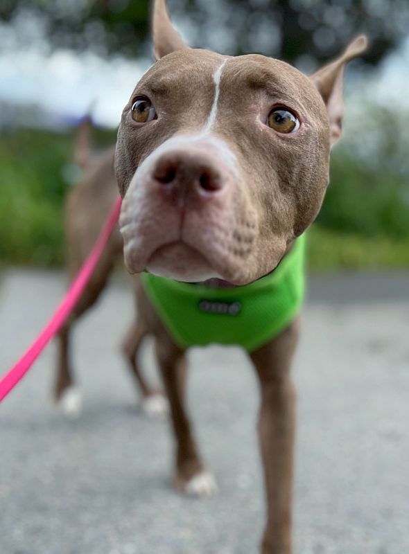 Kay, a Adoptable mixed breed in Berkeley, CA image 5/13