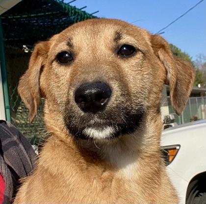 Goldie, a ADOPTABLE Shepherd in Glasgow, KY image 3/3