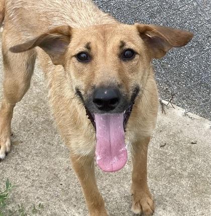 Goldie, a ADOPTABLE Shepherd in Glasgow, KY image 1/3