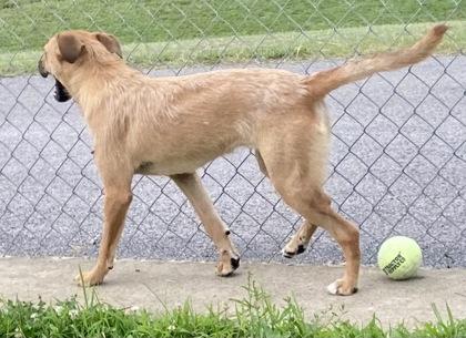 Goldie, a ADOPTABLE Shepherd in Glasgow, KY image 2/3