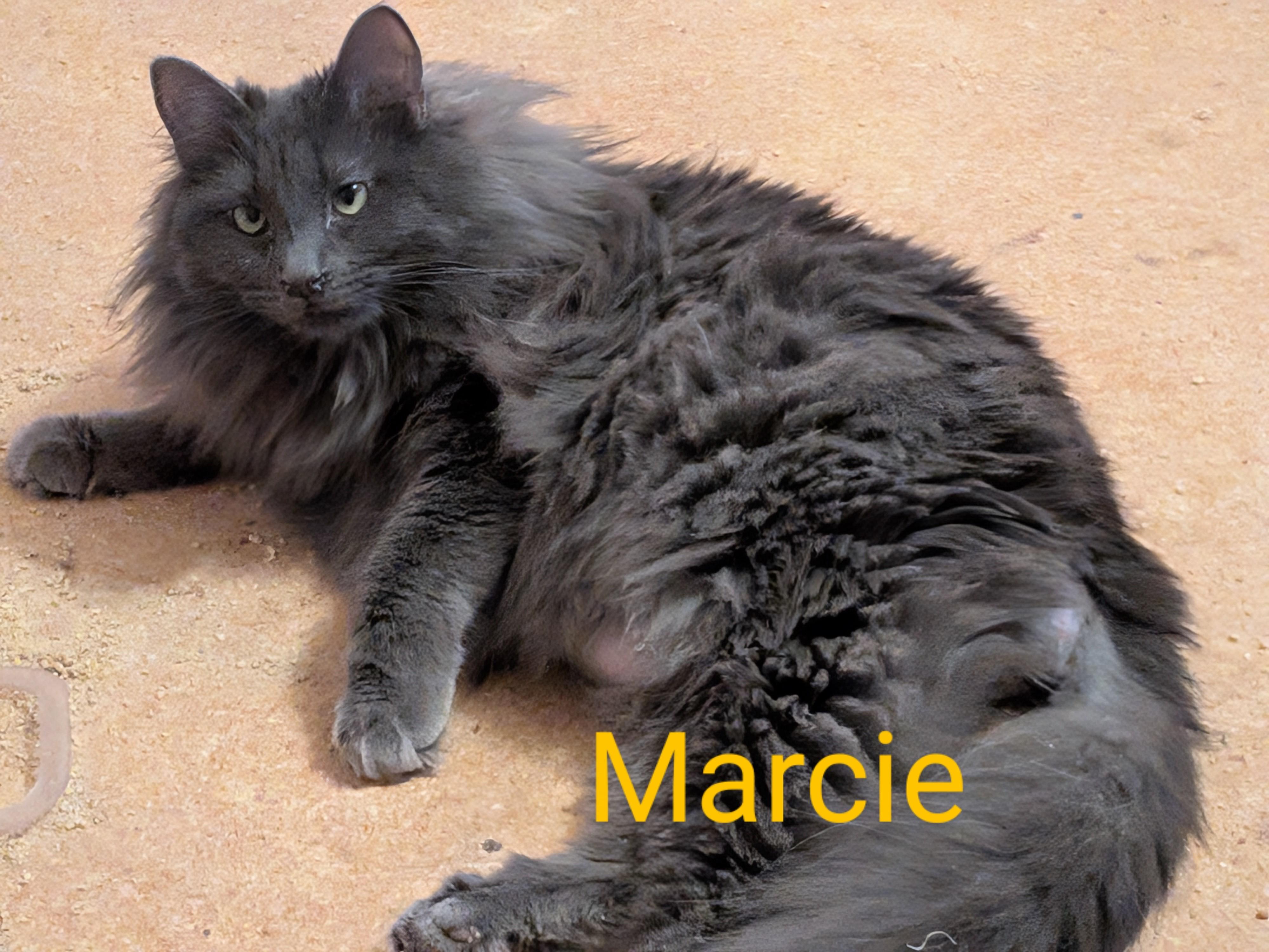Marcie, Adoptable, Young Female Domestic Long Hair.