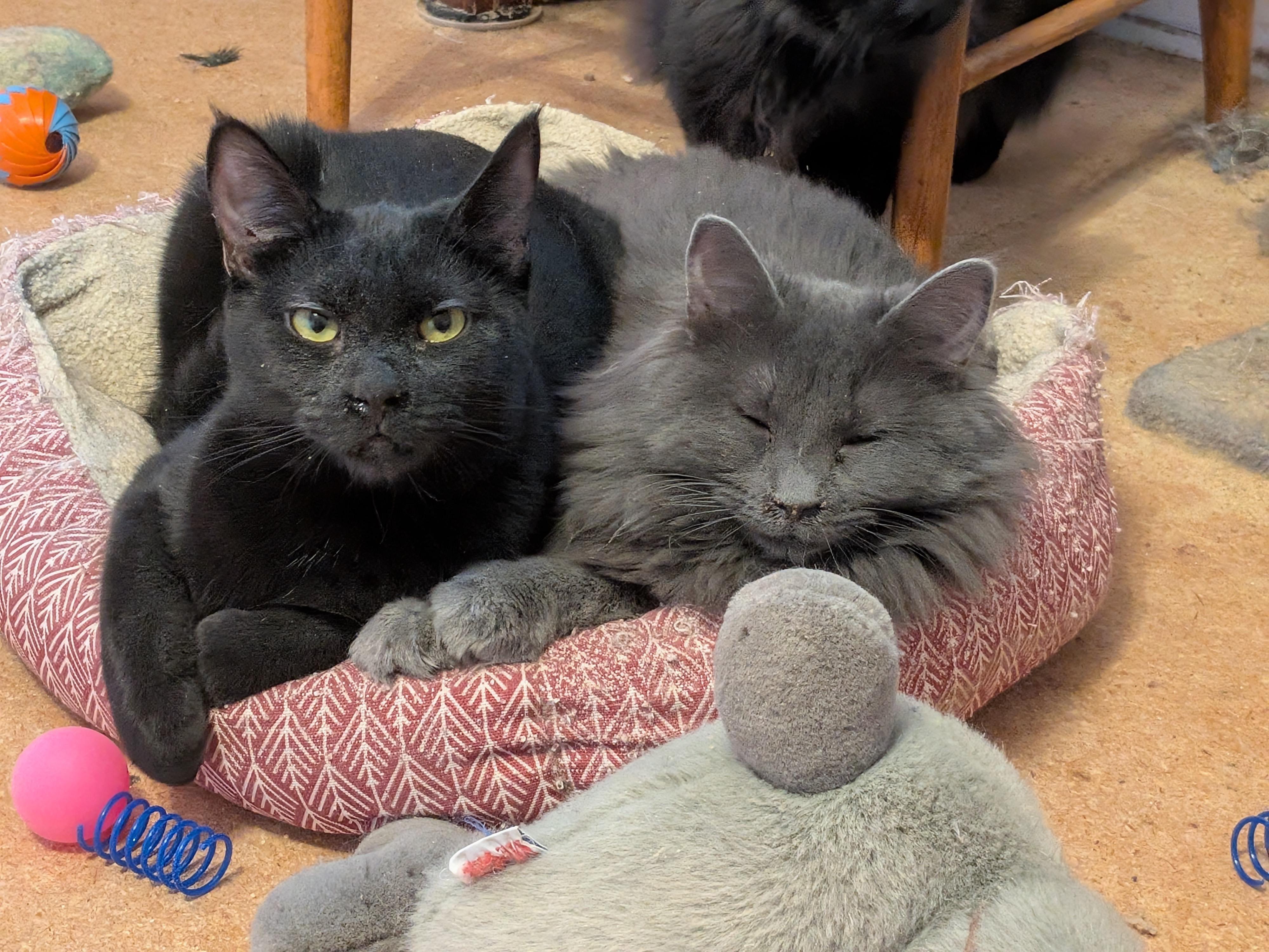 Enlarge Marcie, a Adoptable Domestic Long Hair in The Dalles, OR image 3/4