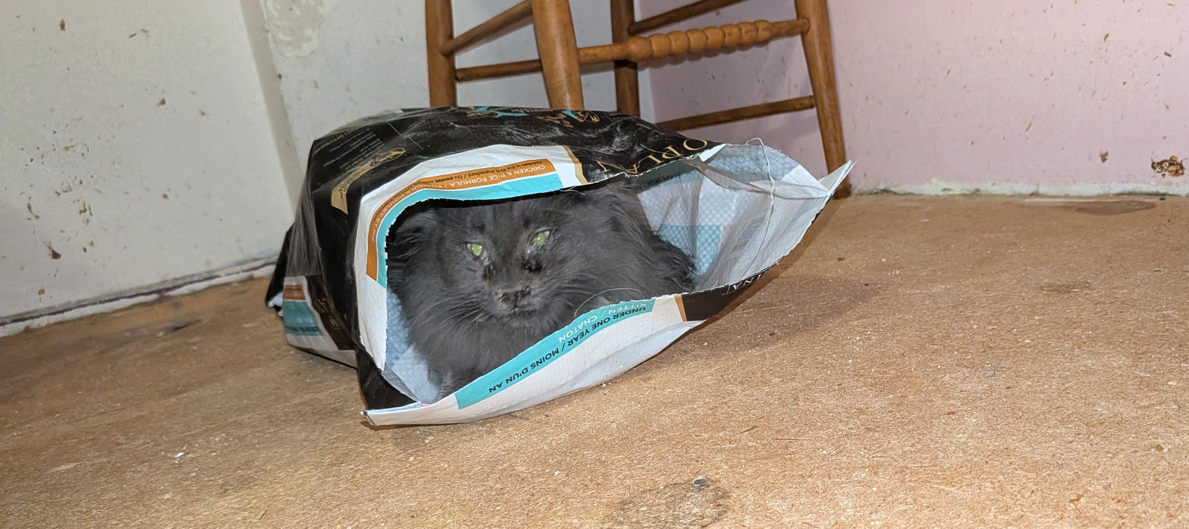 Enlarge Marcie, a Adoptable Domestic Long Hair in The Dalles, OR image 4/4
