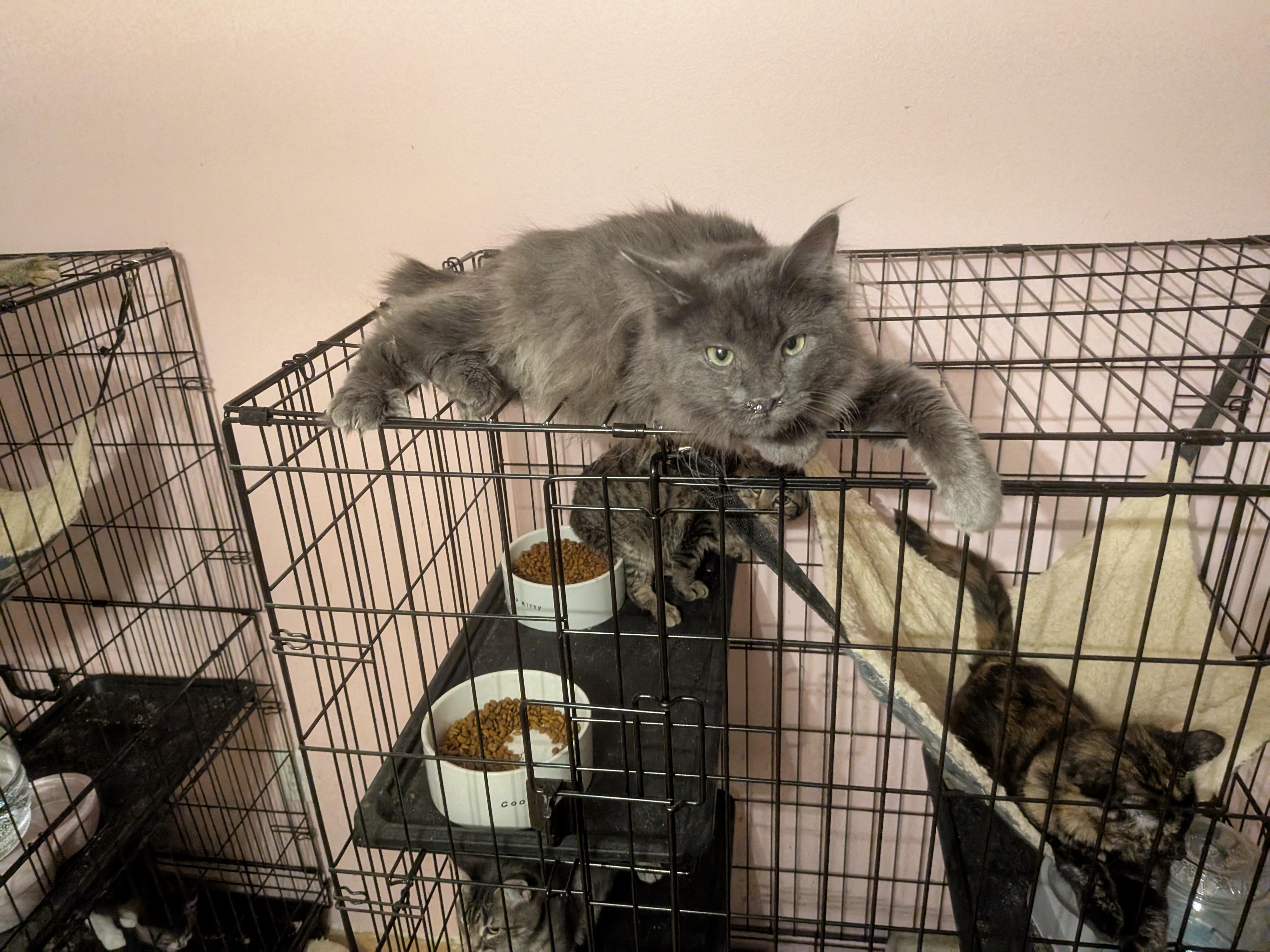 Enlarge Marcie, a Adoptable Domestic Long Hair in The Dalles, OR image 2/4