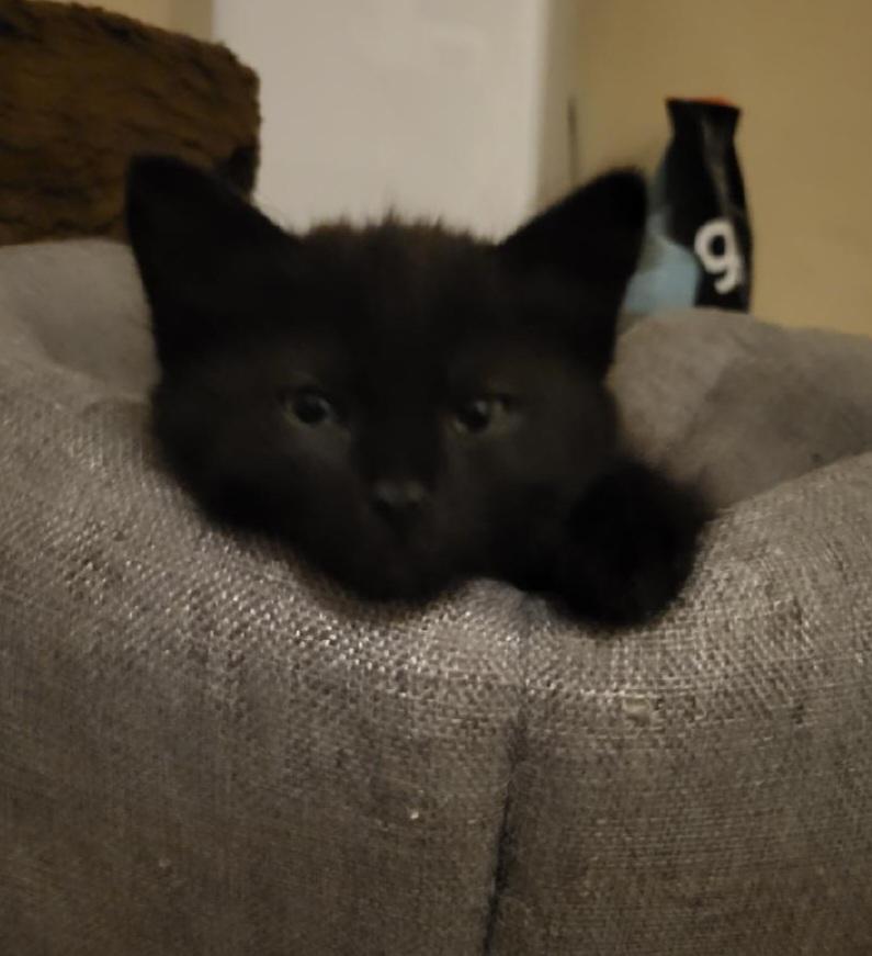 Rose , adopted, Kitten Female Domestic Short Hair.