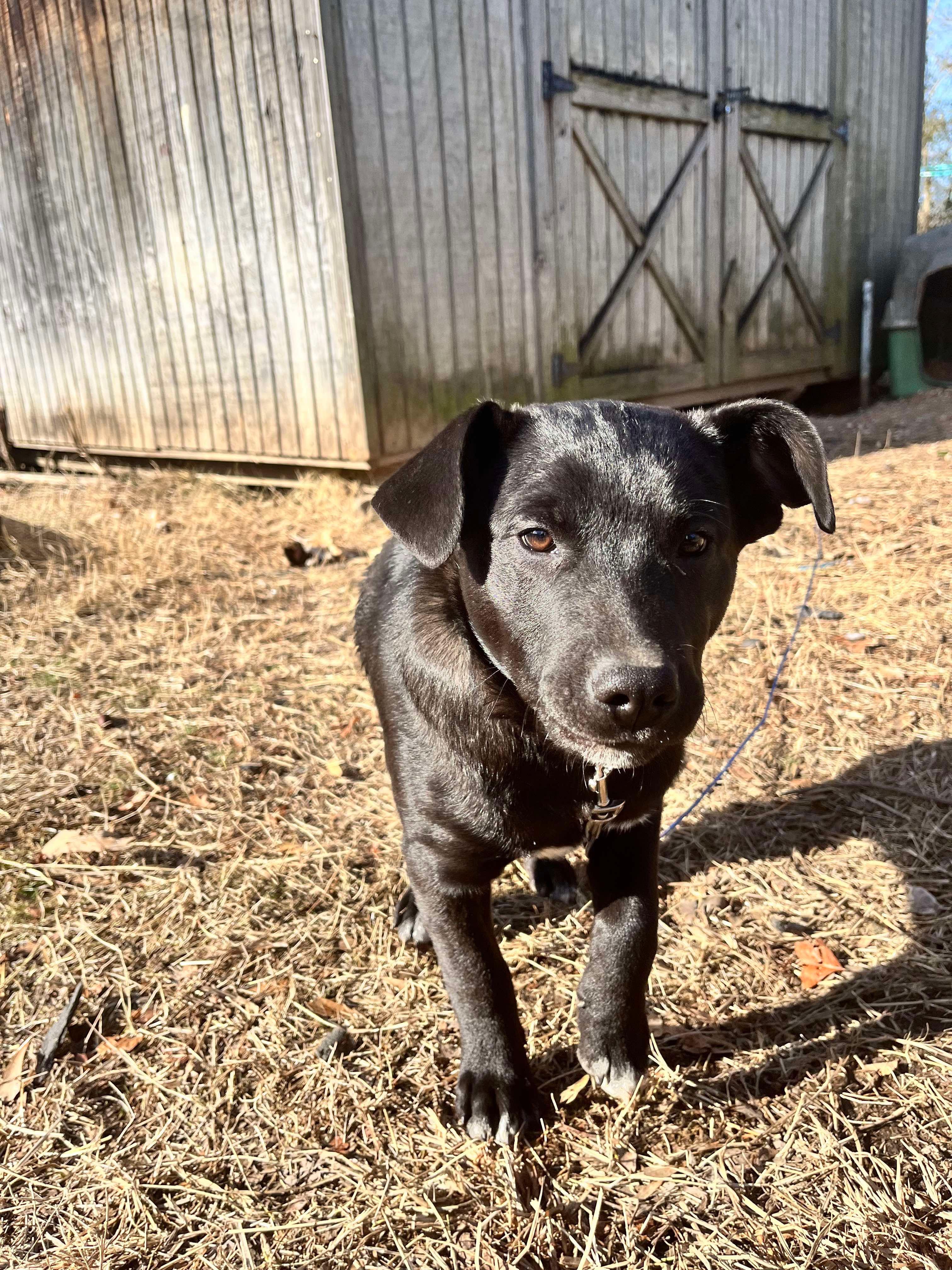 JOHNNY, a Adoptable mixed breed in West Dover, VT image 6/6