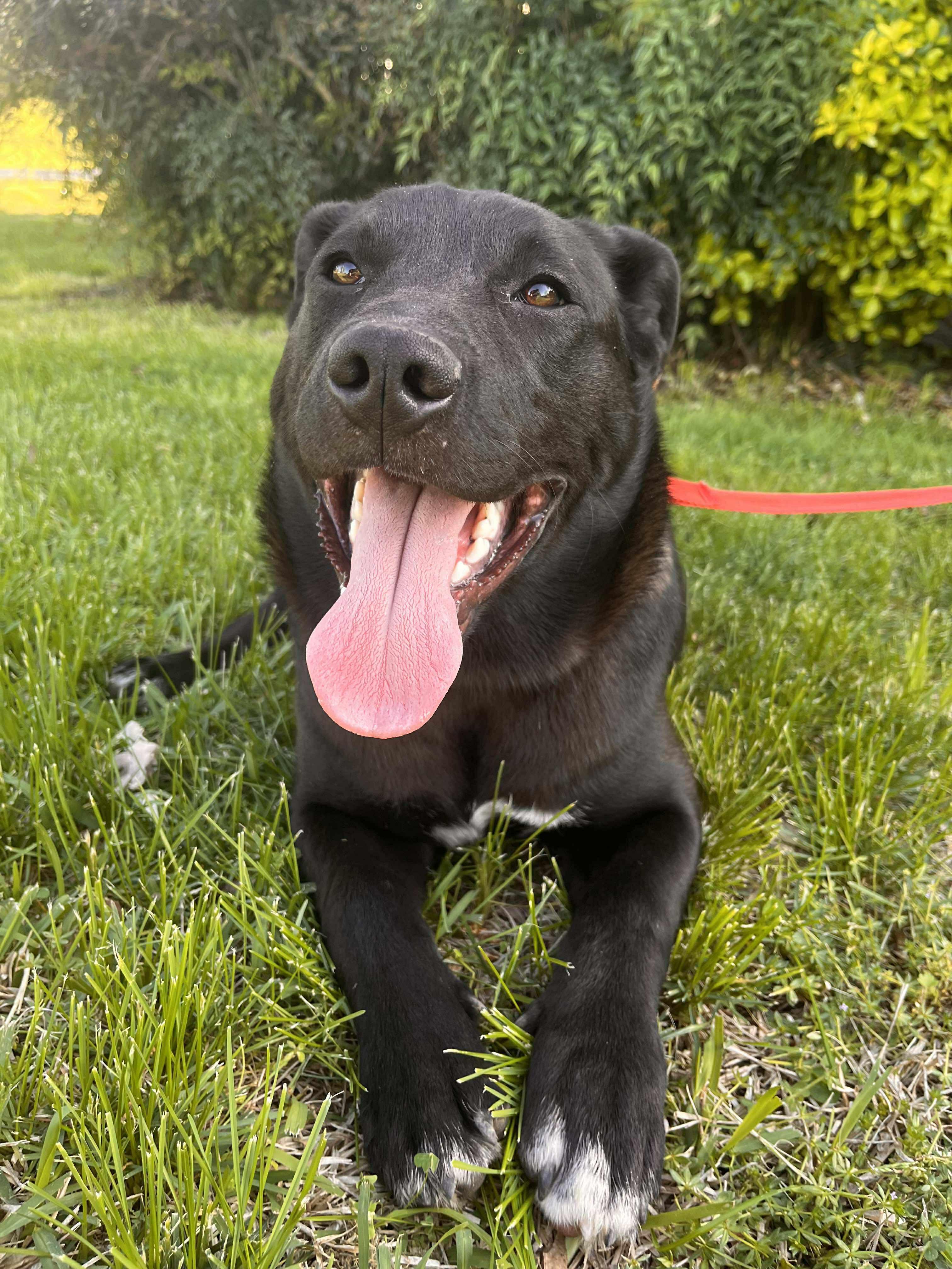 JOHNNY, a Adoptable mixed breed in West Dover, VT image 1/6