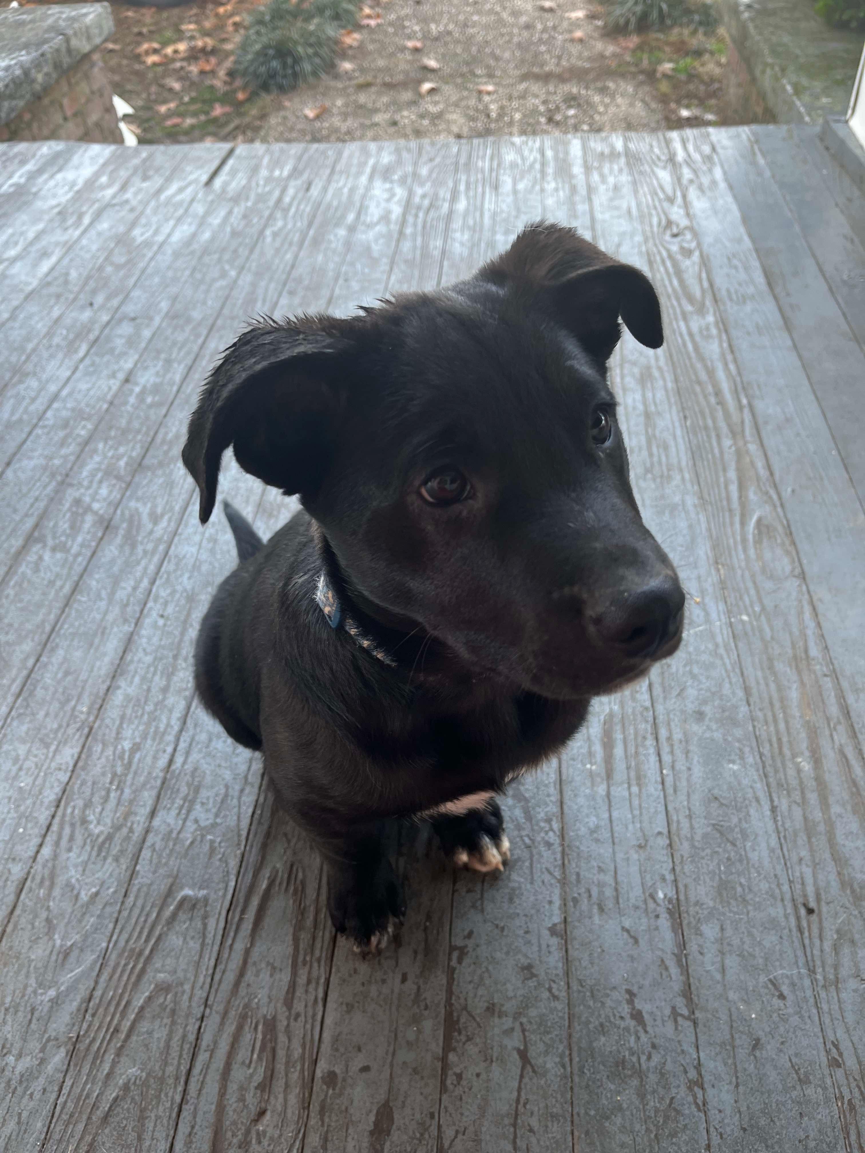 JOHNNY, a Adoptable mixed breed in West Dover, VT image 3/6
