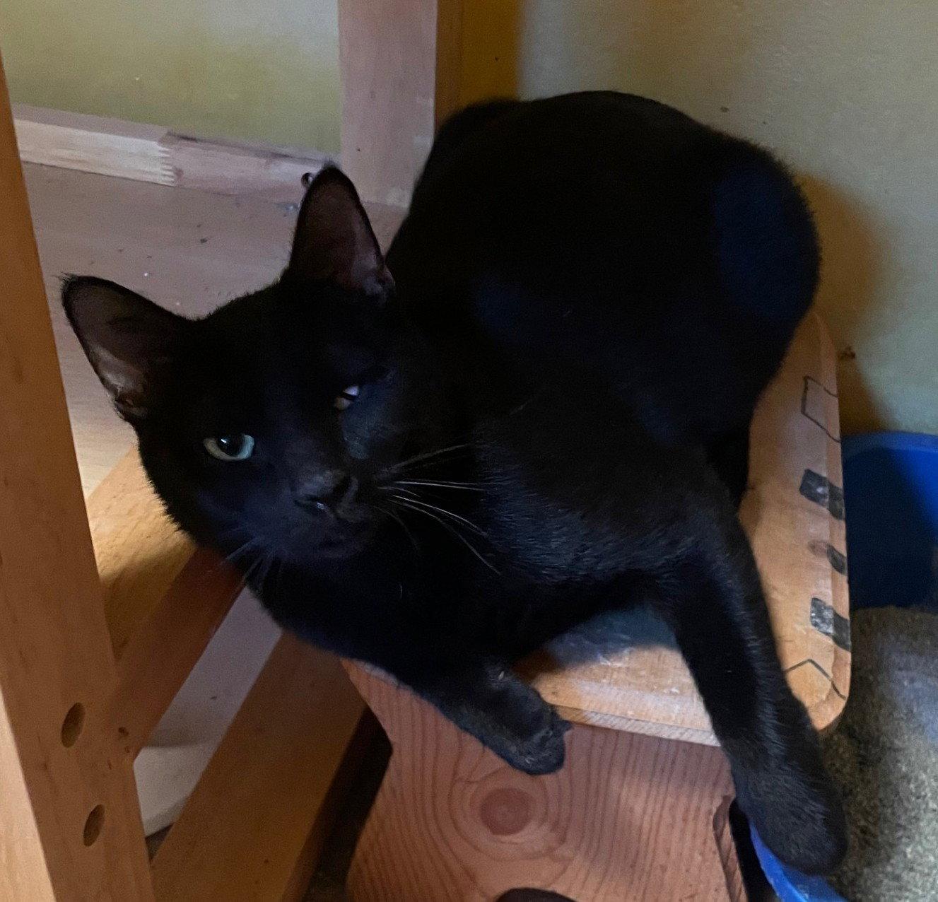 Sequoia, Adoptable, Adult Female Domestic Short Hair.