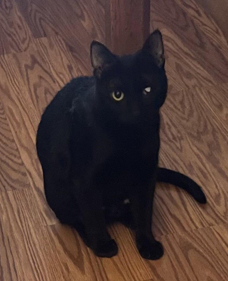 Enlarge Sequoia, a Adoptable Domestic Short Hair in Kansas City, MO image 2/2