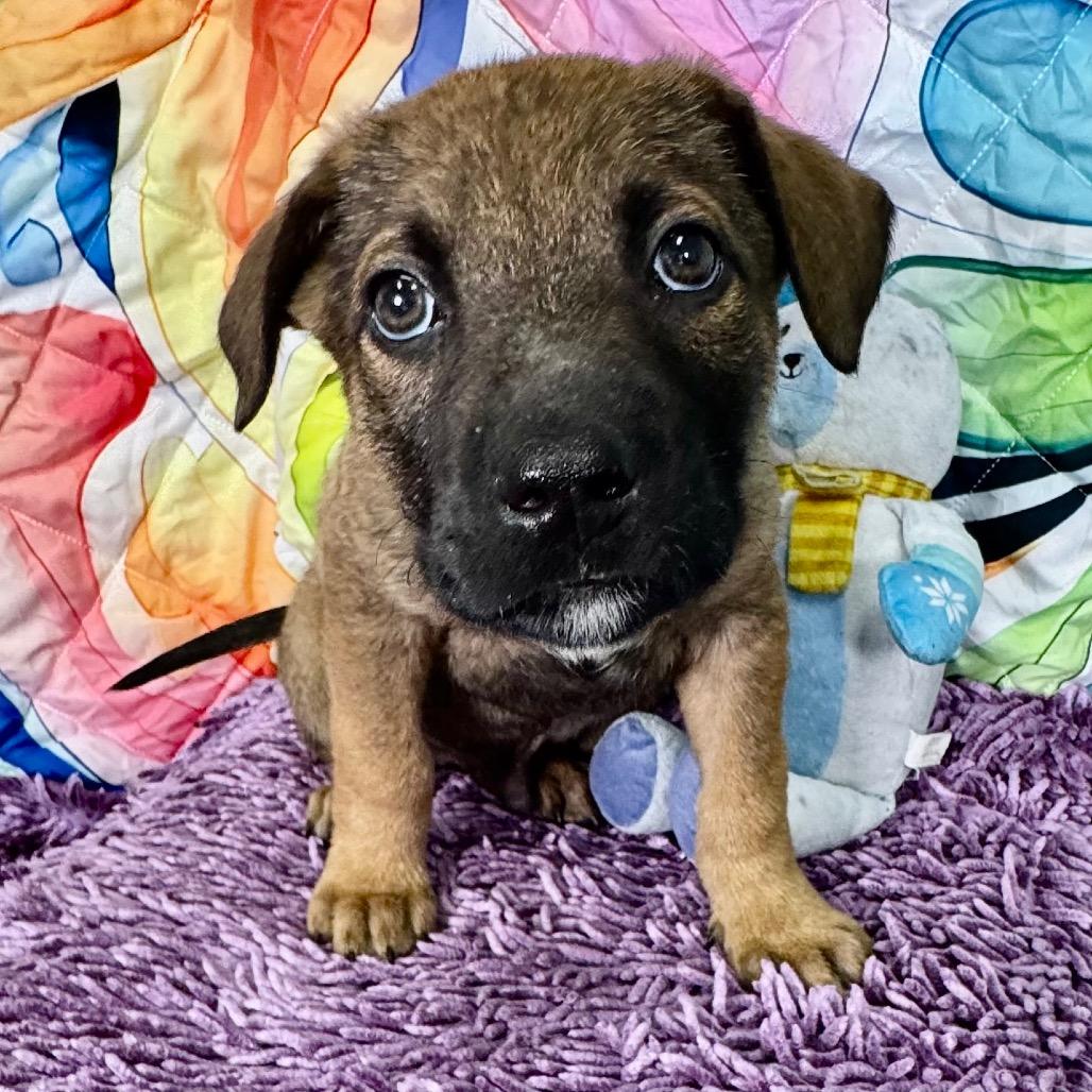 Enlarge Koa, a Adoptable mixed breed in Franklin, NC image 1/6