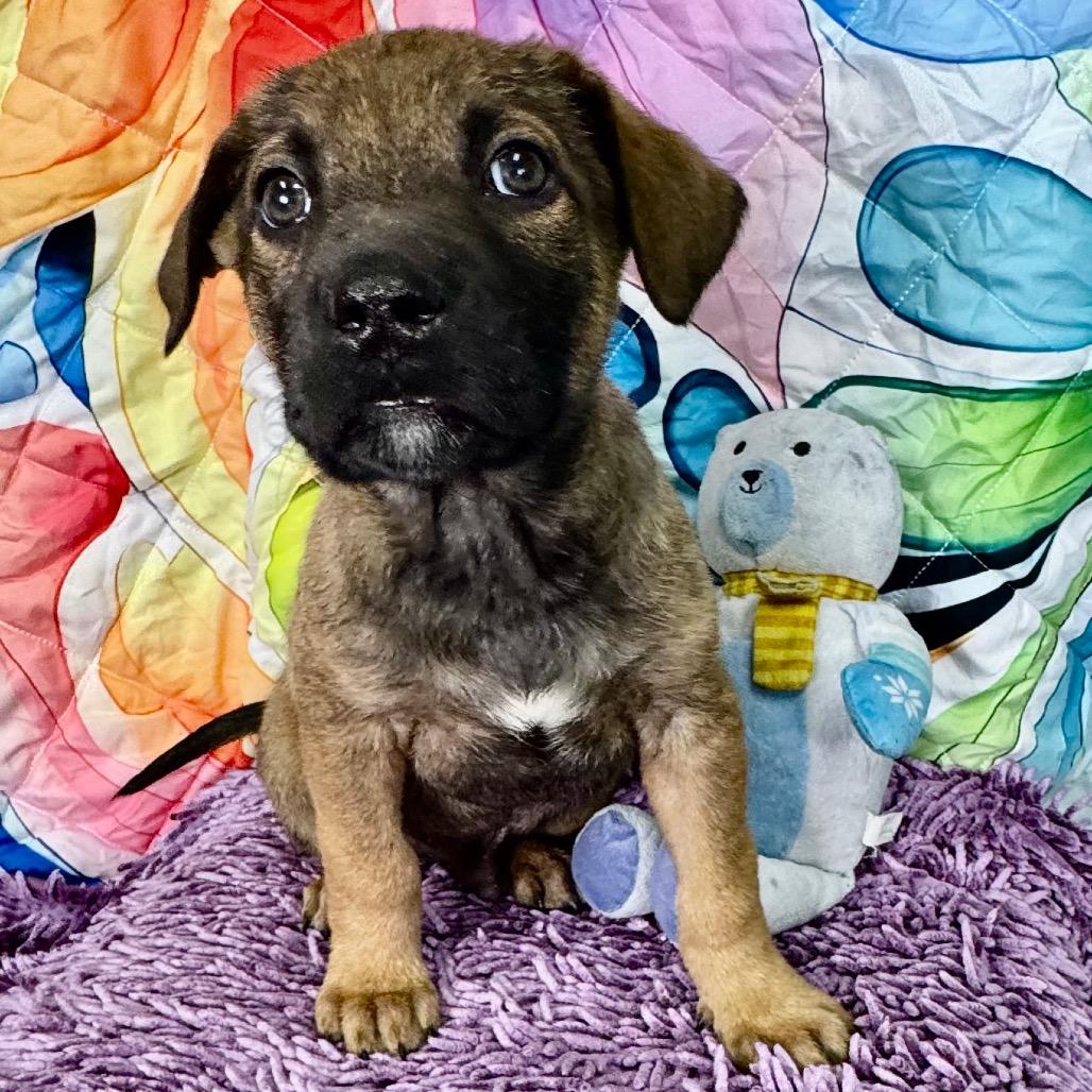 Enlarge Koa, a Adoptable mixed breed in Franklin, NC image 3/6