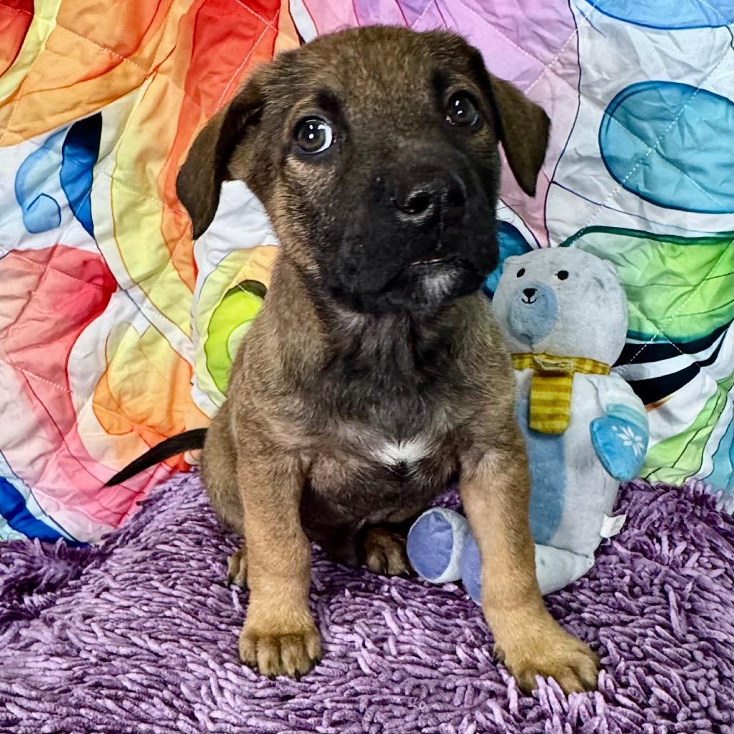 Enlarge Koa, a Adoptable mixed breed in Franklin, NC image 4/6