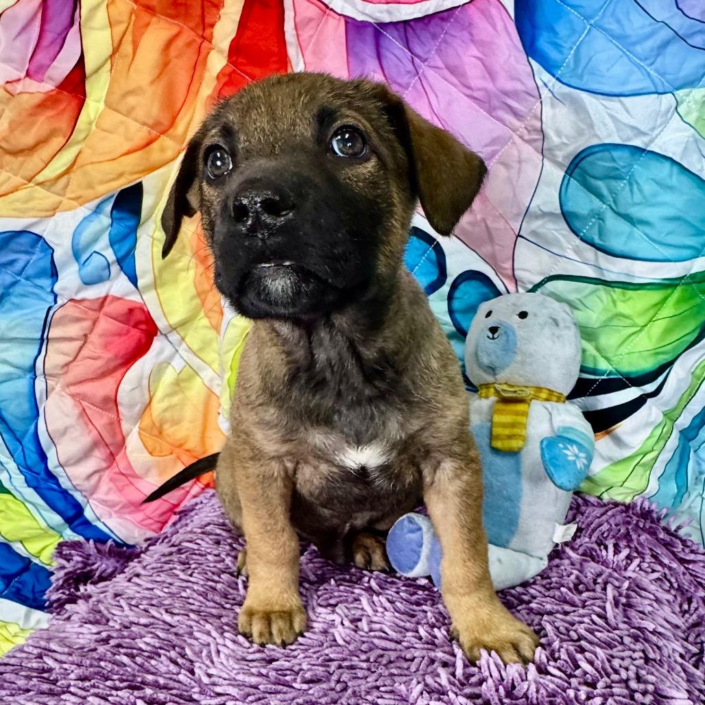 Enlarge Koa, a Adoptable mixed breed in Franklin, NC image 5/6