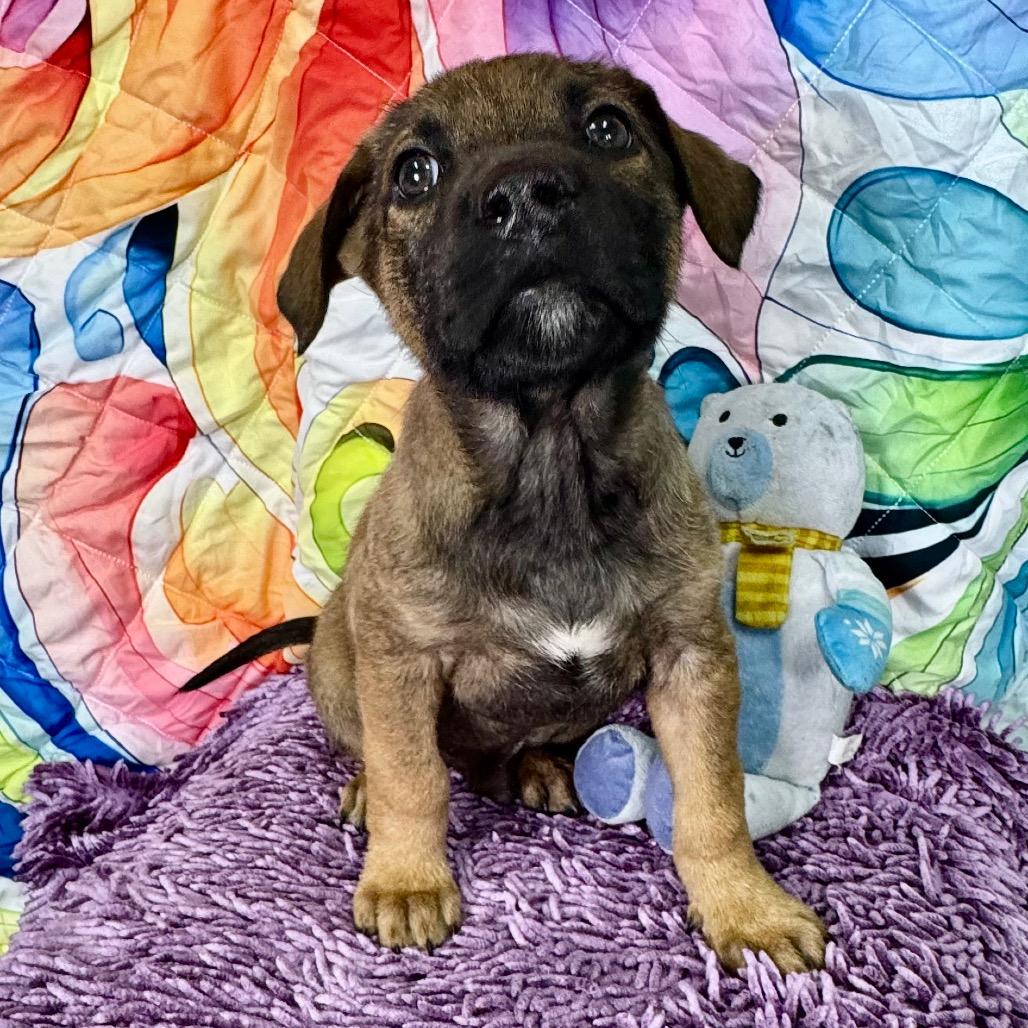 Enlarge Koa, a Adoptable mixed breed in Franklin, NC image 6/6