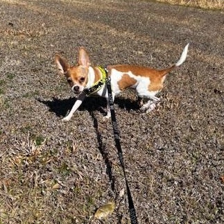Enlarge Minnie, a ADOPTABLE Chihuahua in Orlando, FL image 4/4