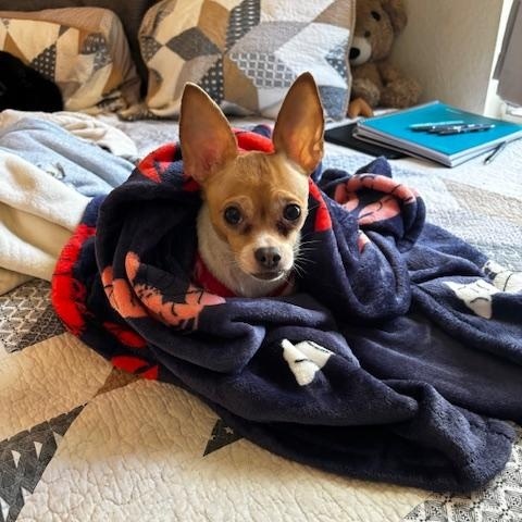 Enlarge Minnie, a ADOPTABLE Chihuahua in Orlando, FL image 3/4