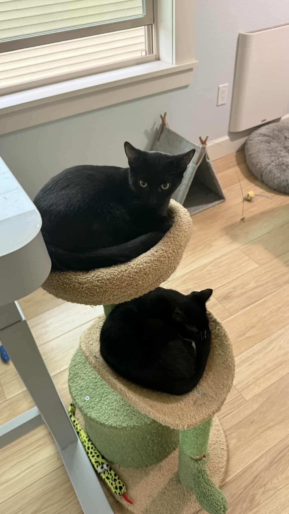 Sharky - 20% off, a Adoptable mixed breed in Gladstone, OR image 5/6