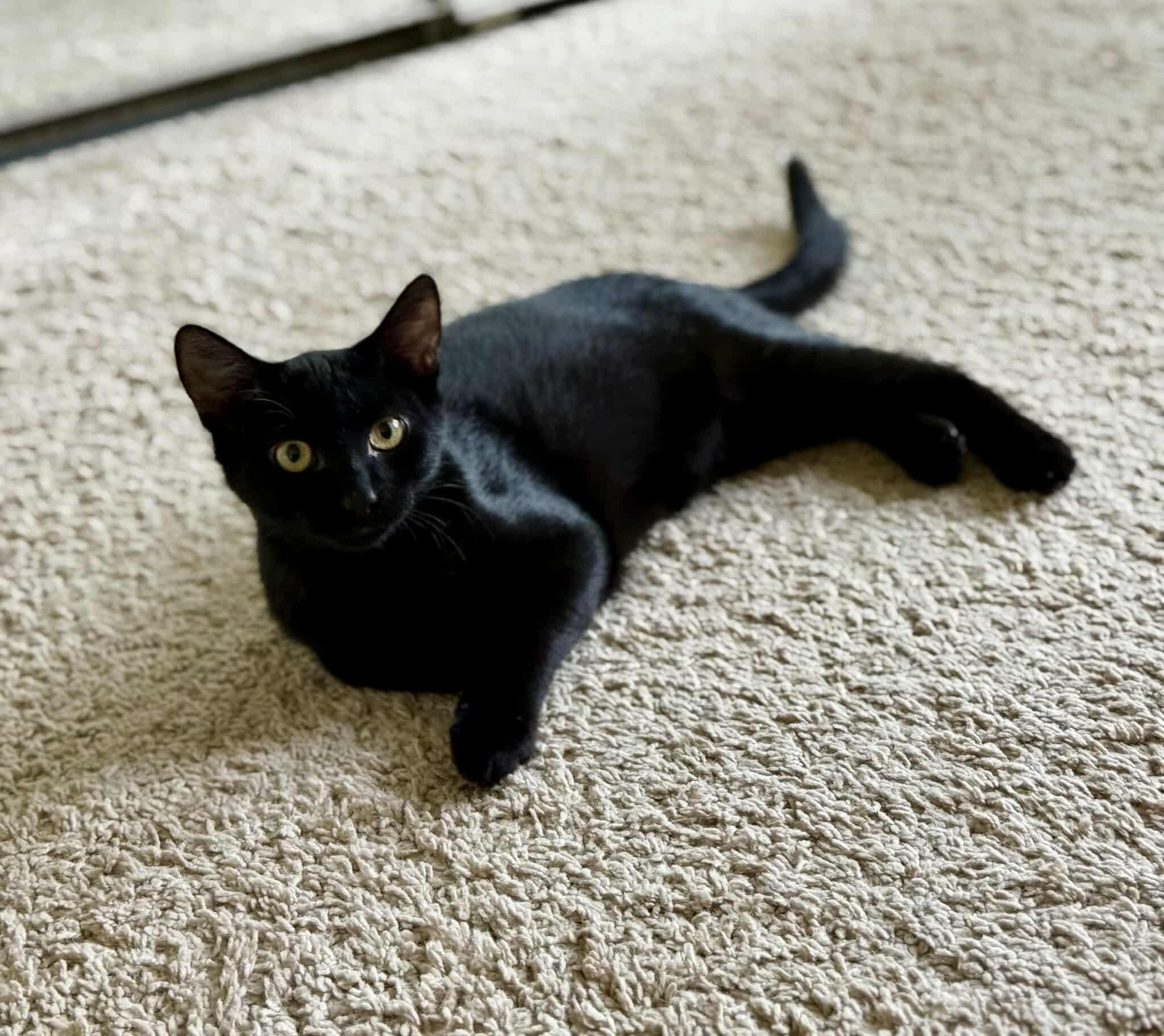 Sharky - 20% off, a Adoptable mixed breed in Gladstone, OR image 6/6