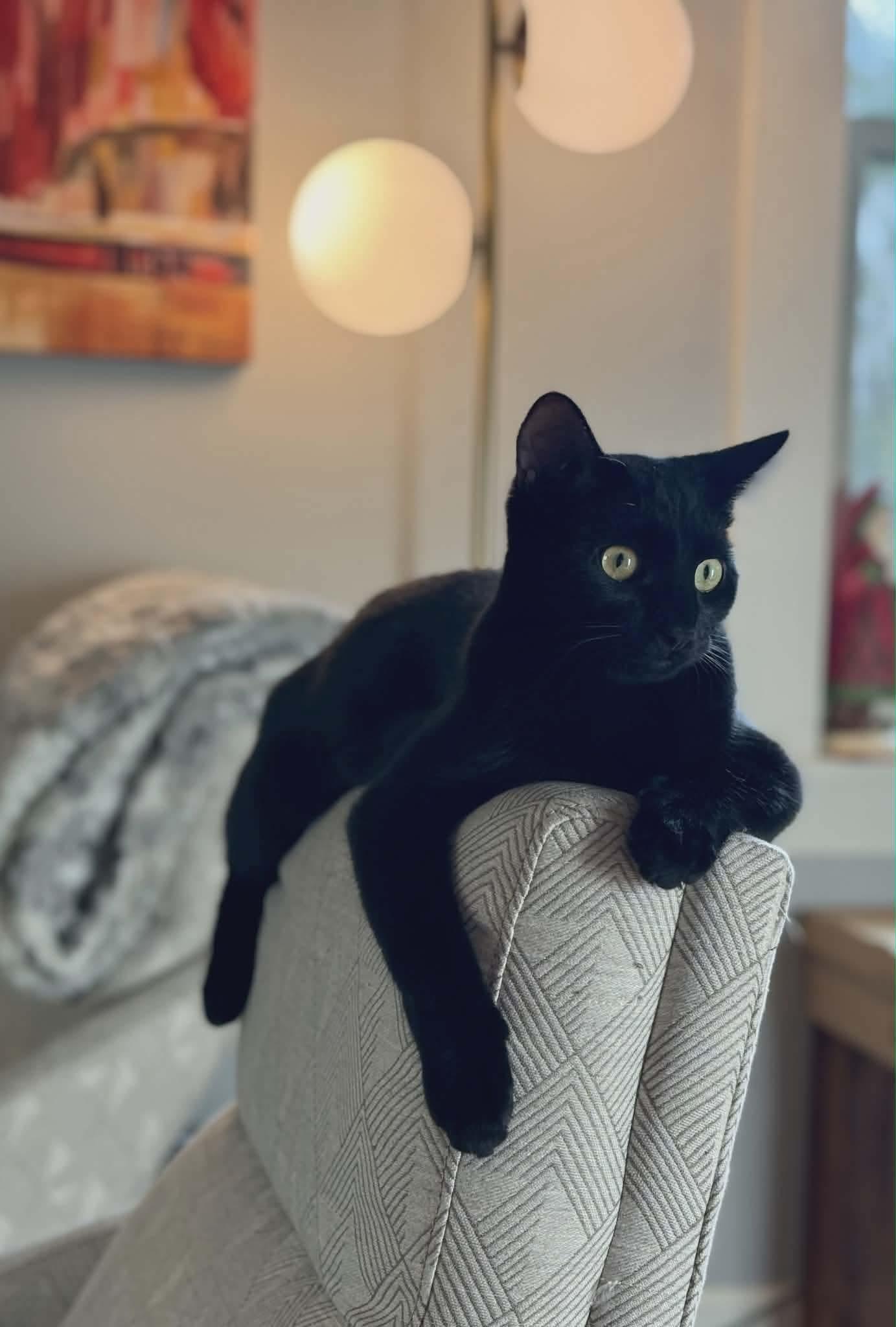 Sharky - 20% off, a Adoptable mixed breed in Gladstone, OR image 1/6