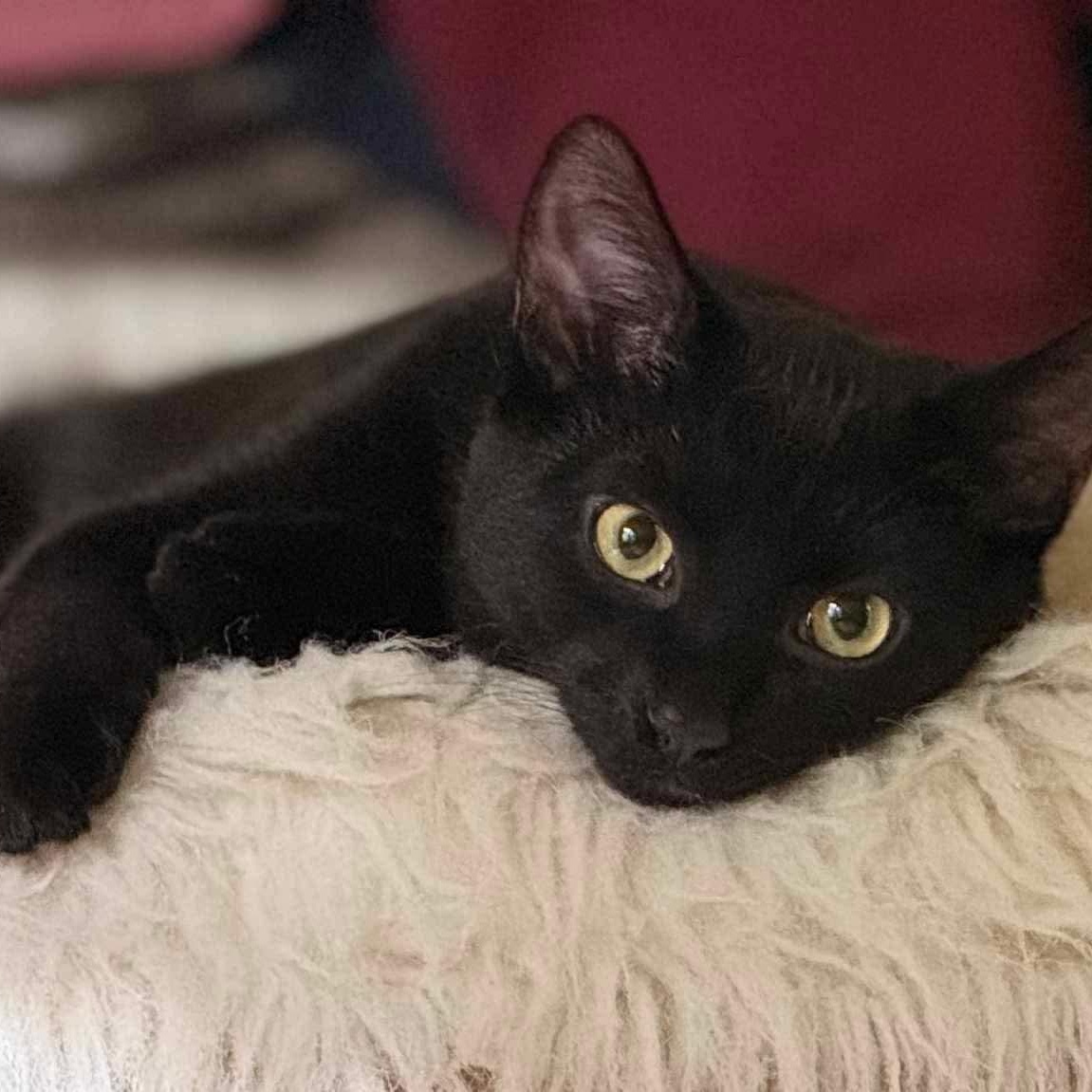 Sharky - 20% off, a Adoptable mixed breed in Gladstone, OR image 2/6