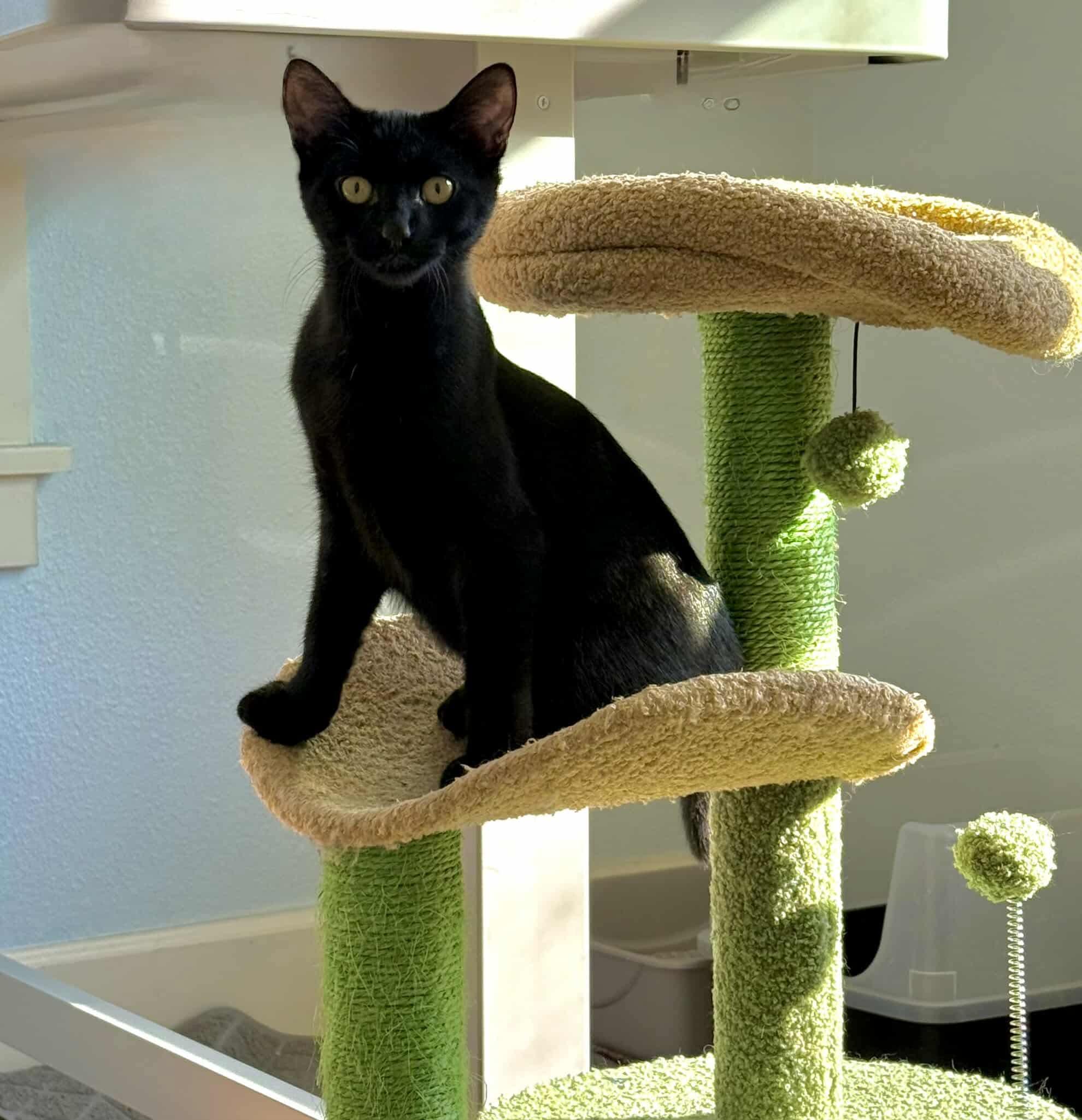 Sharky - 20% off, a Adoptable mixed breed in Gladstone, OR image 3/6