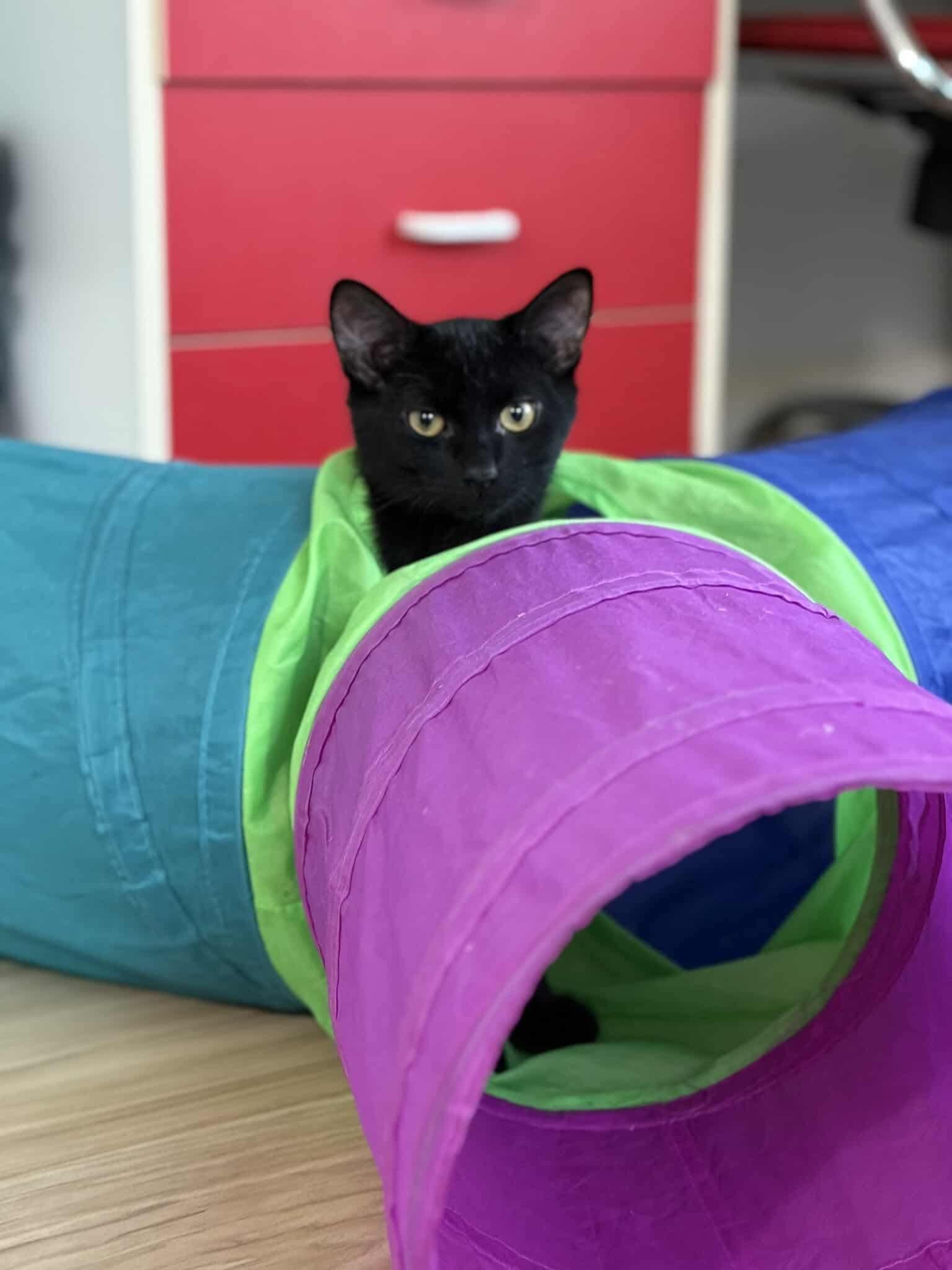 Sharky - 20% off, a Adoptable mixed breed in Gladstone, OR image 4/6