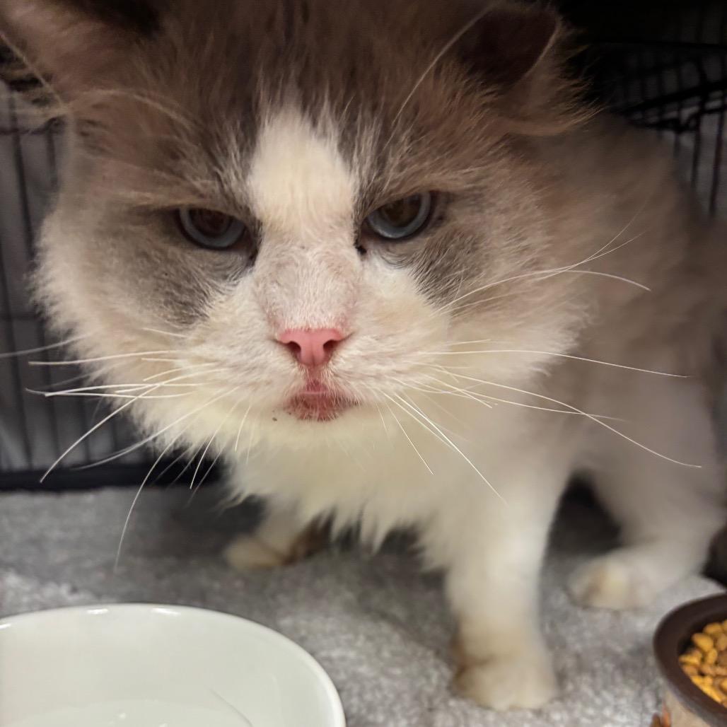 Enlarge Mummy, a Adoptable Ragdoll in Port Charlotte, FL image 1/2